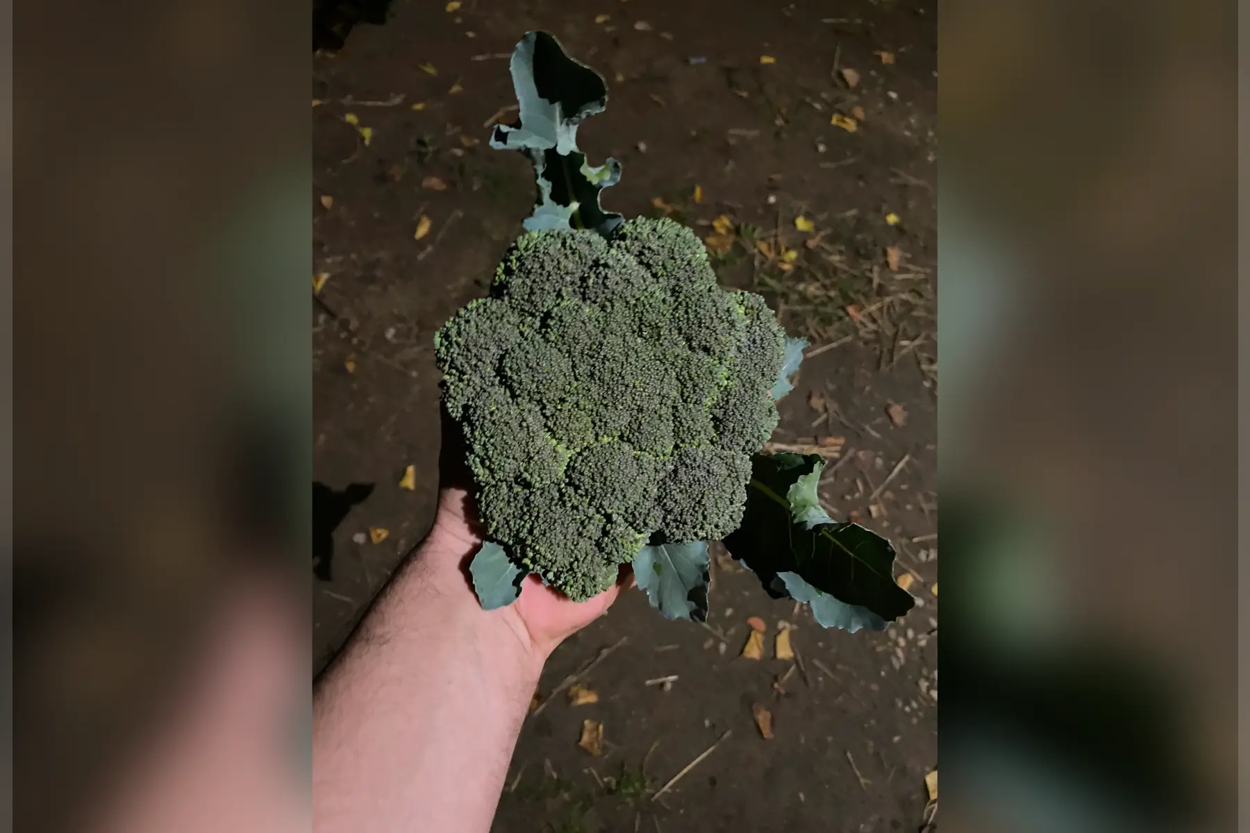brocolis
