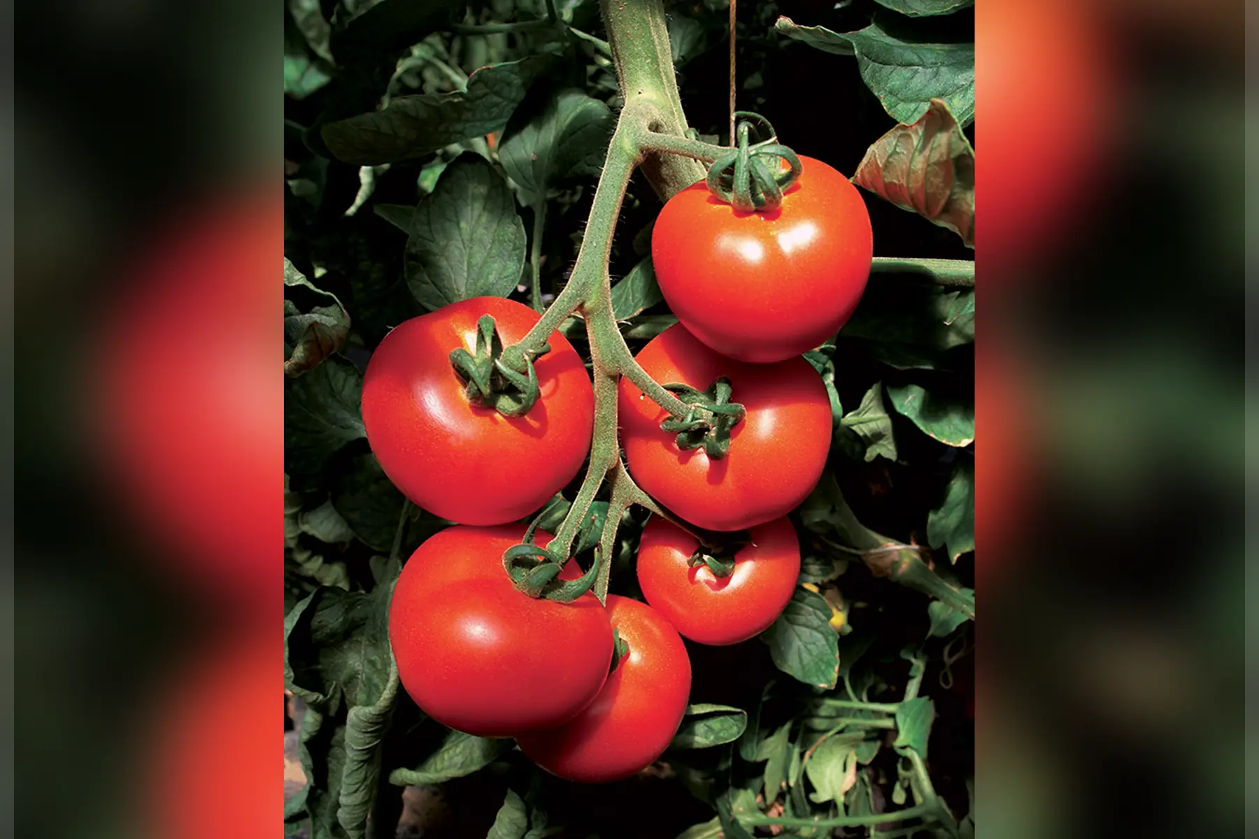 Tomates rondes