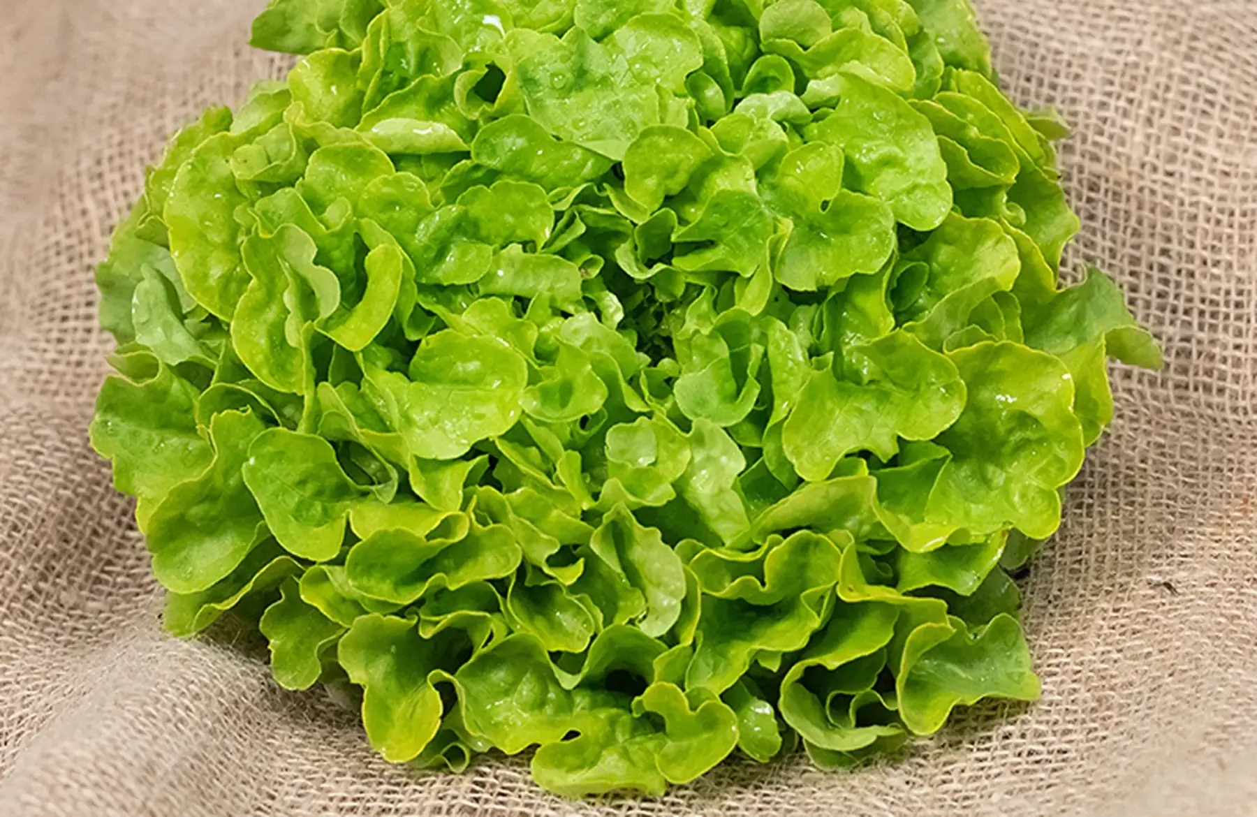 feuille de chene verte