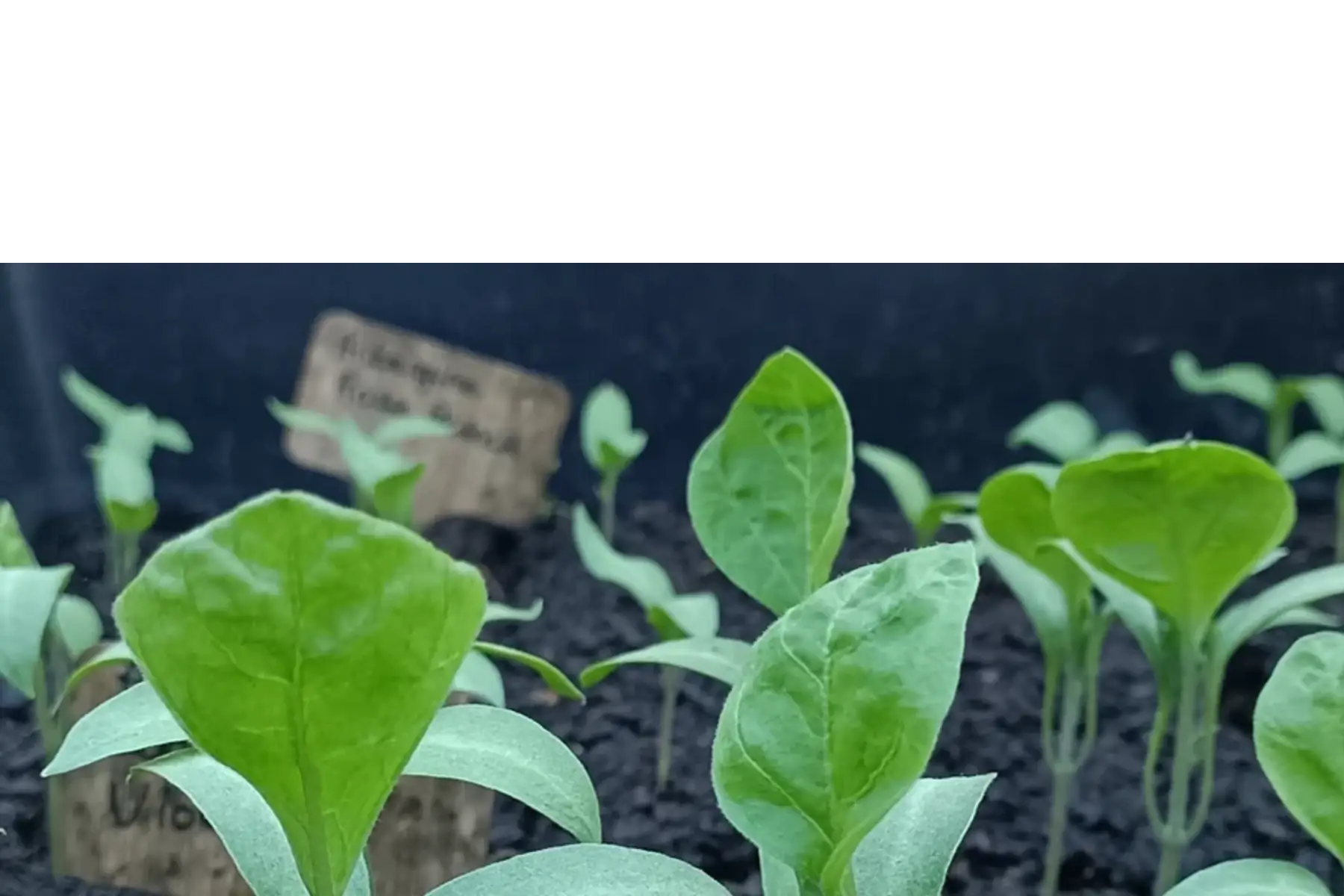 plants de poivrons et d'aubergines
