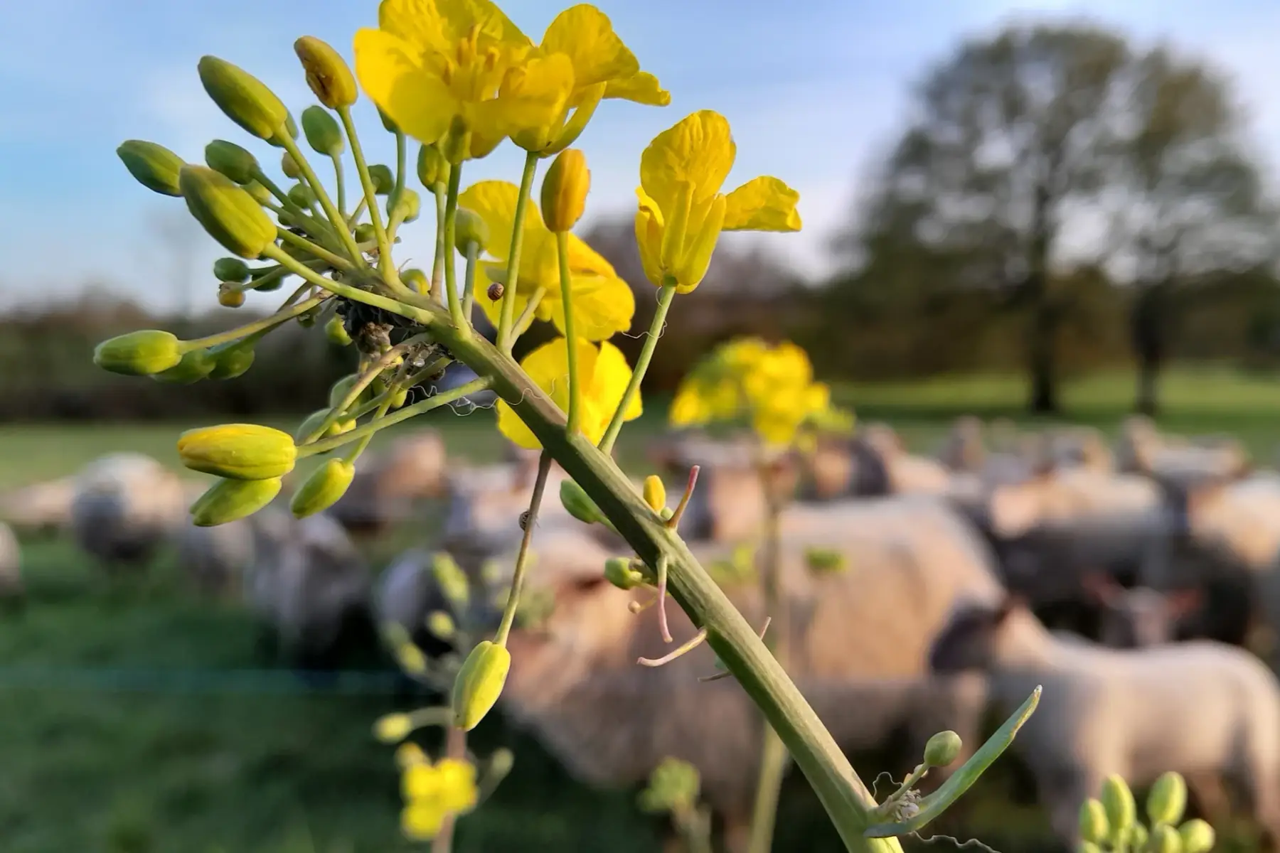 huile de colza bio 75cl