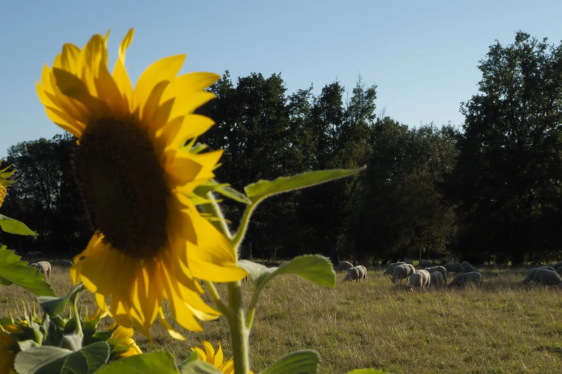 Ferme des Returières