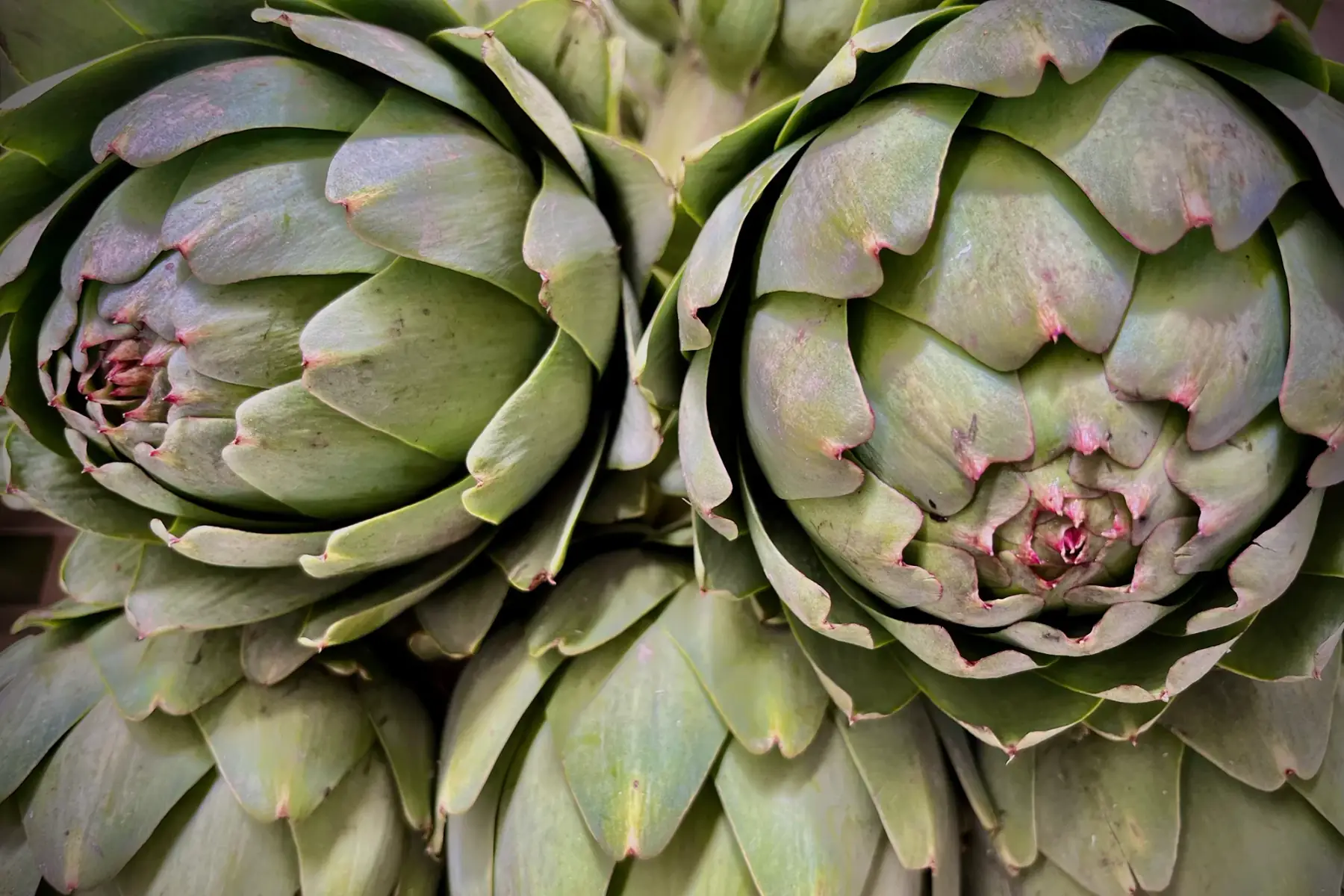 artichauts camus bio