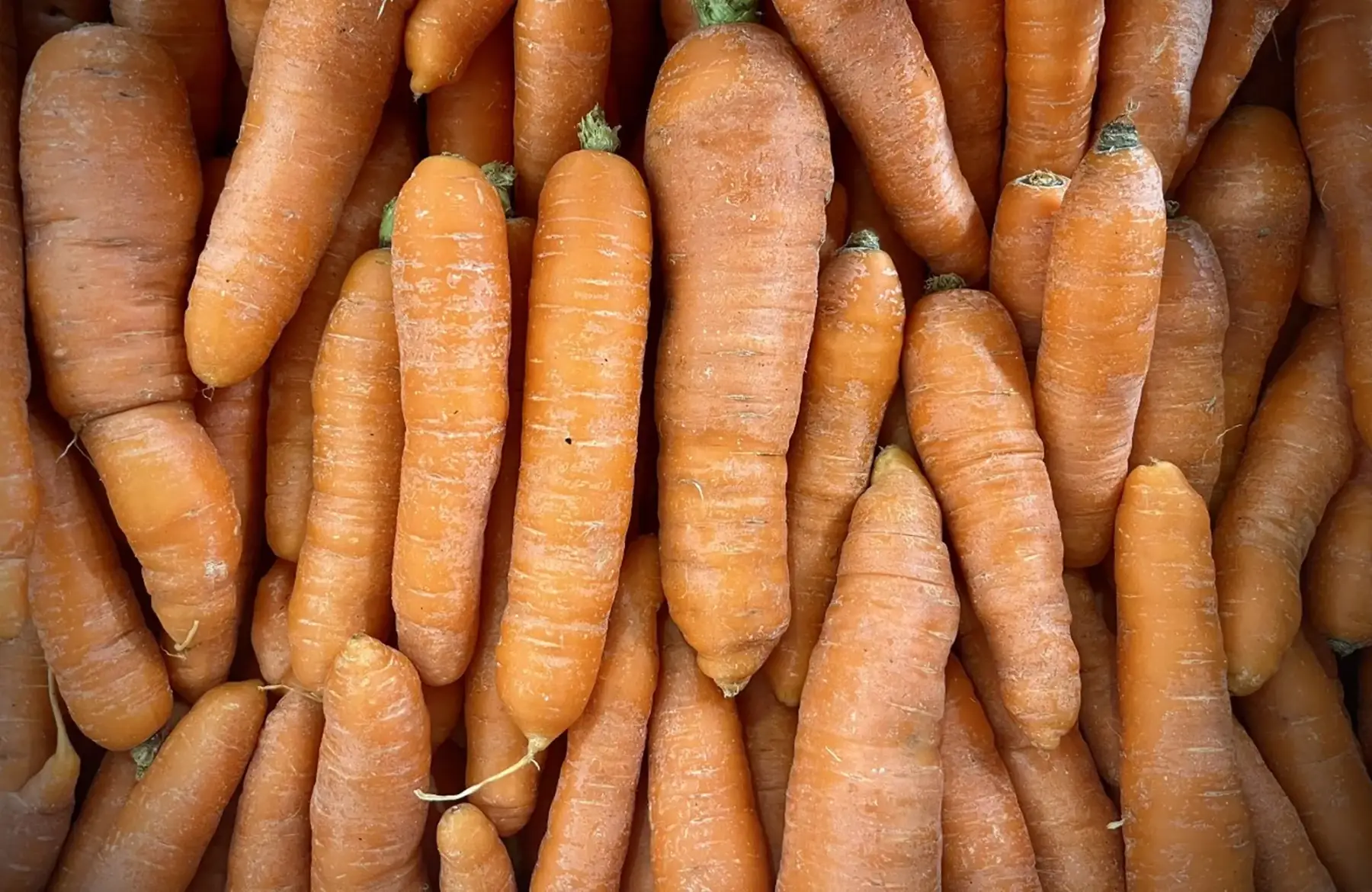 carottes lavées bio