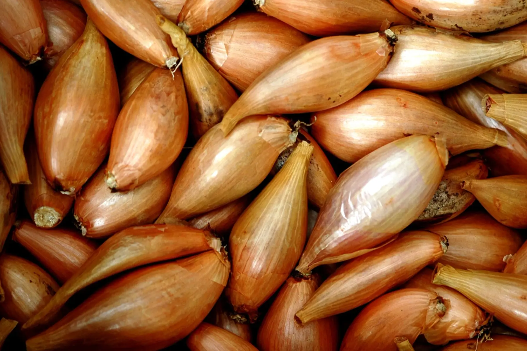 echalotes traditonnelles de bretagne bio