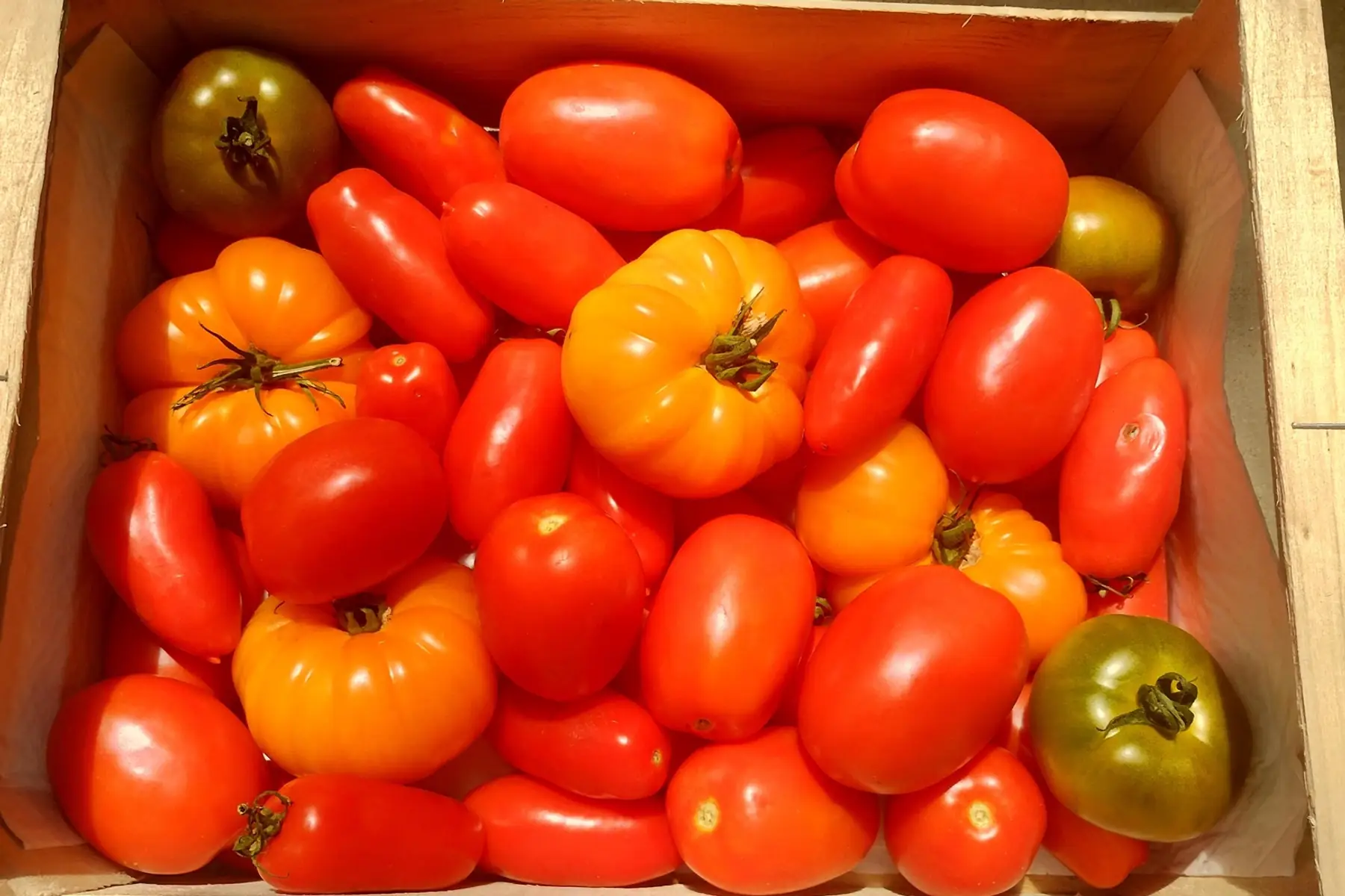 tomate variété ancienne mixte