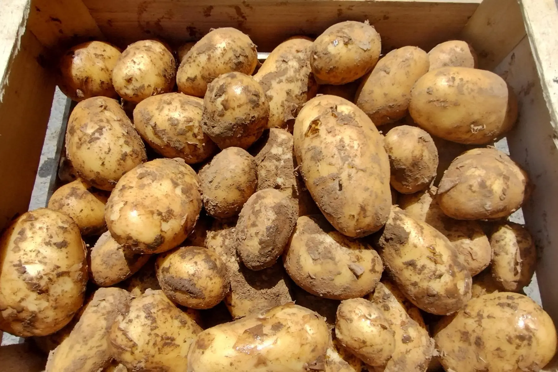 pomme de terre nouvelle bio