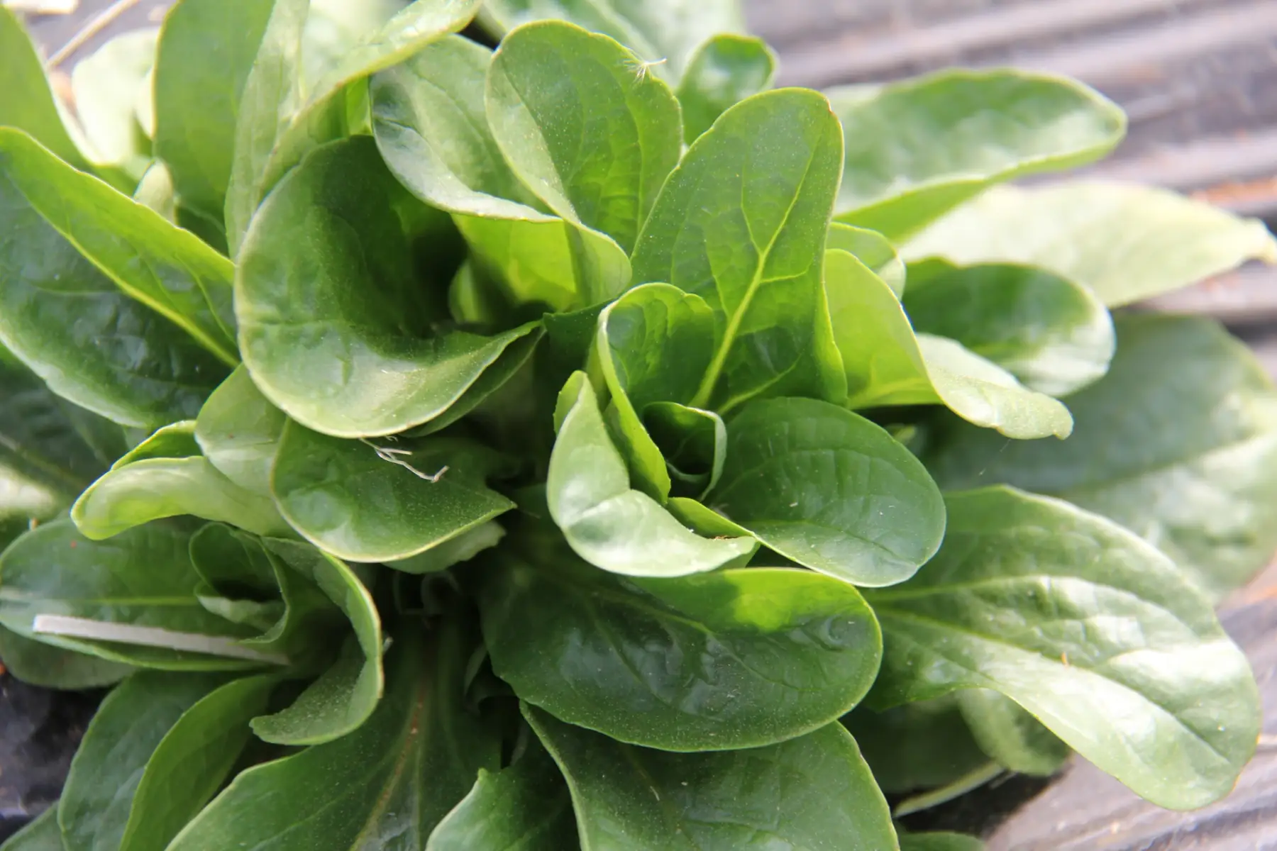 Les jardins d'Amishku