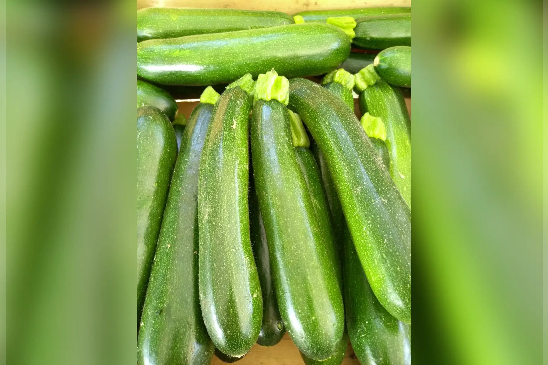 courgettes vertes