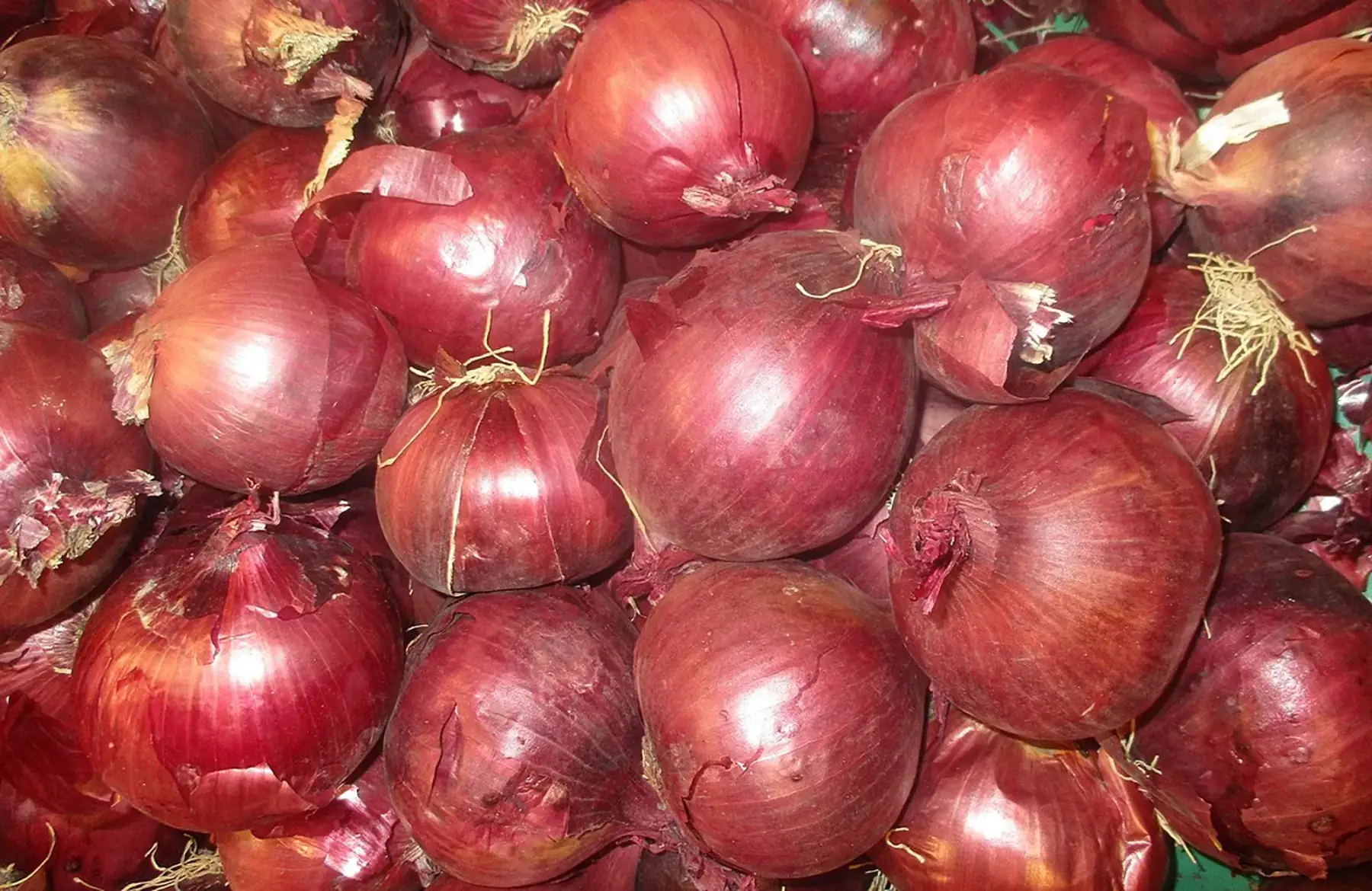 oignon rouge