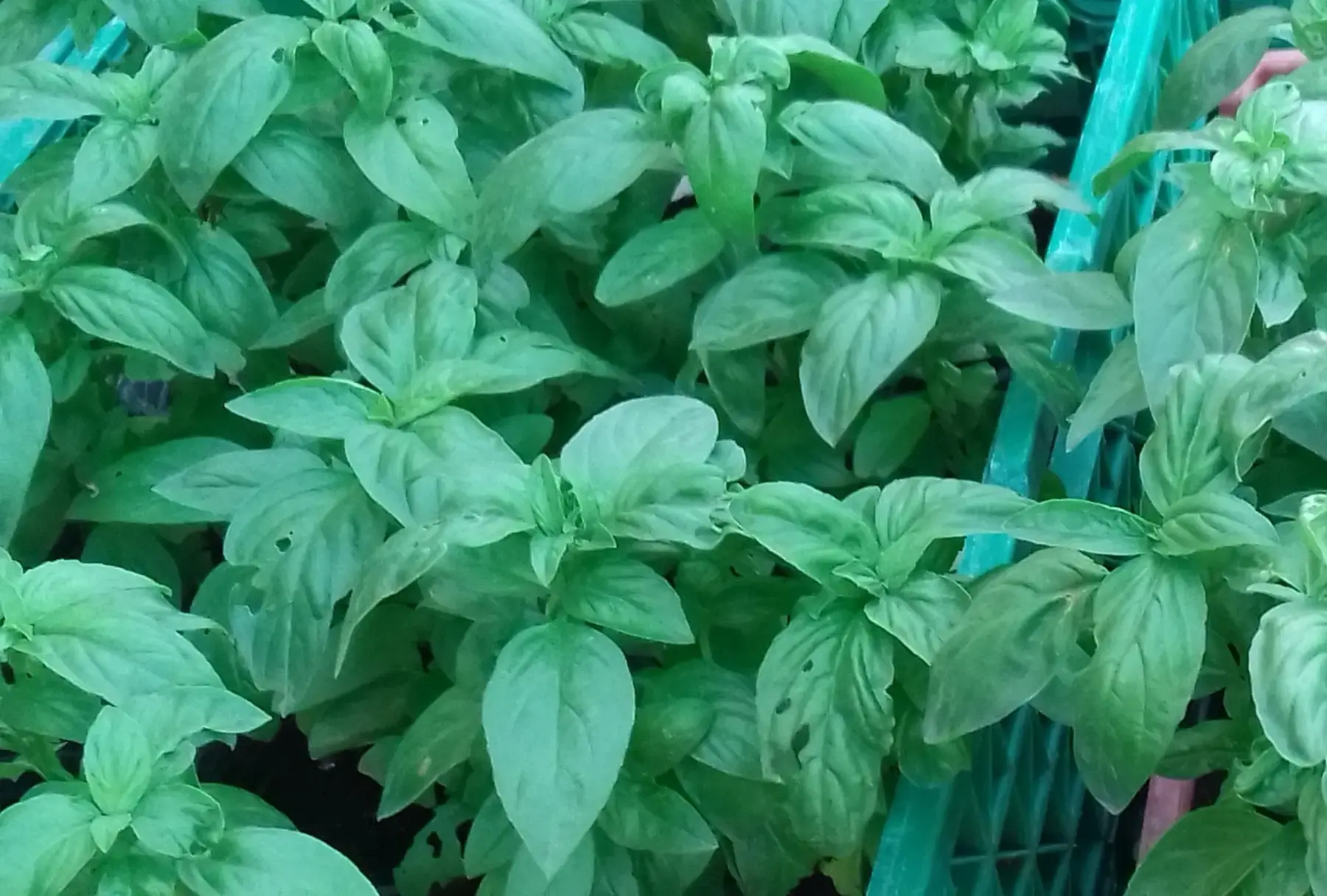 mesclun roquette-myzuna