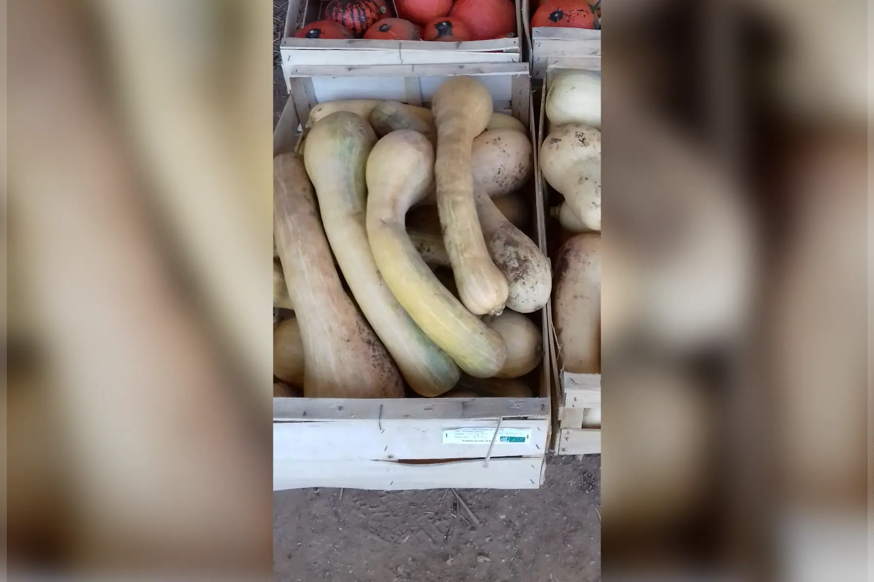 courge longue de nice