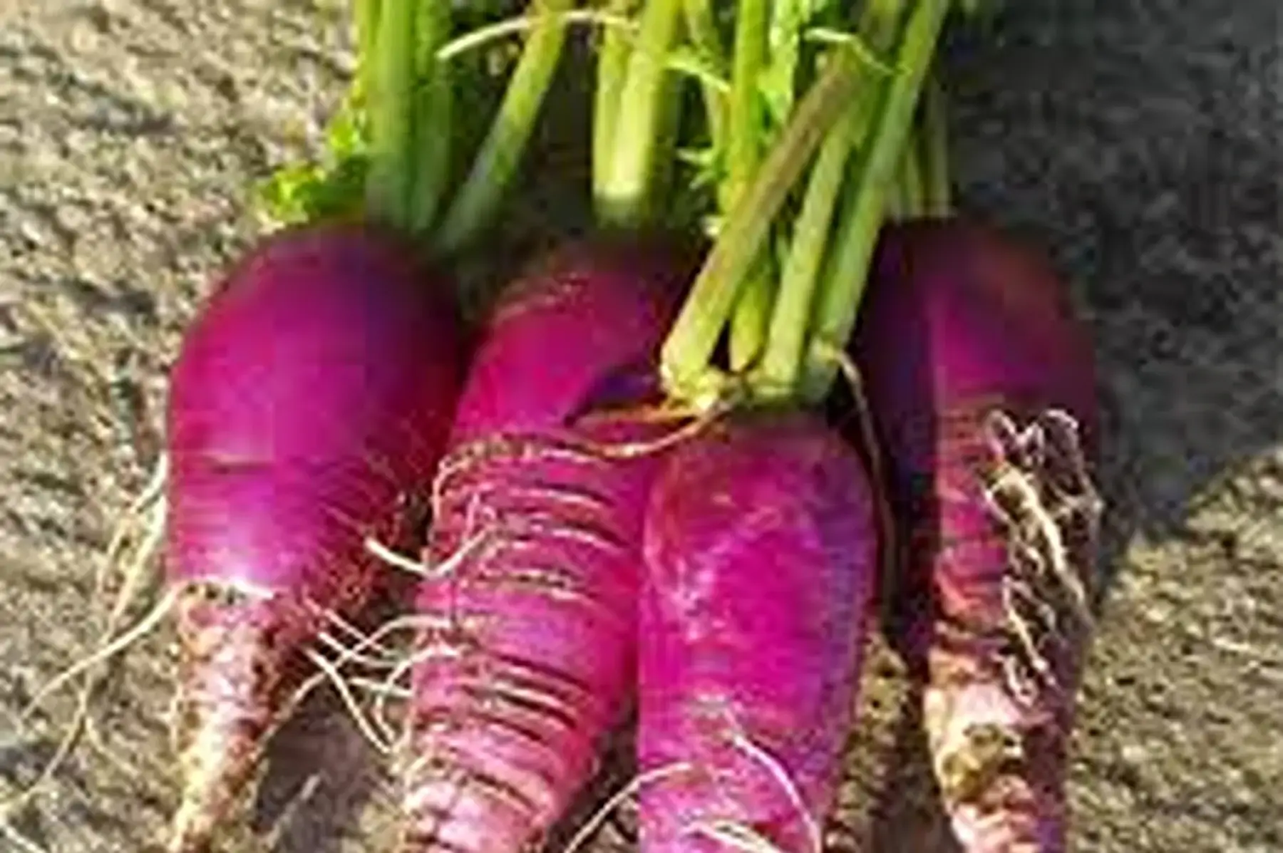 radis bleu d'automne