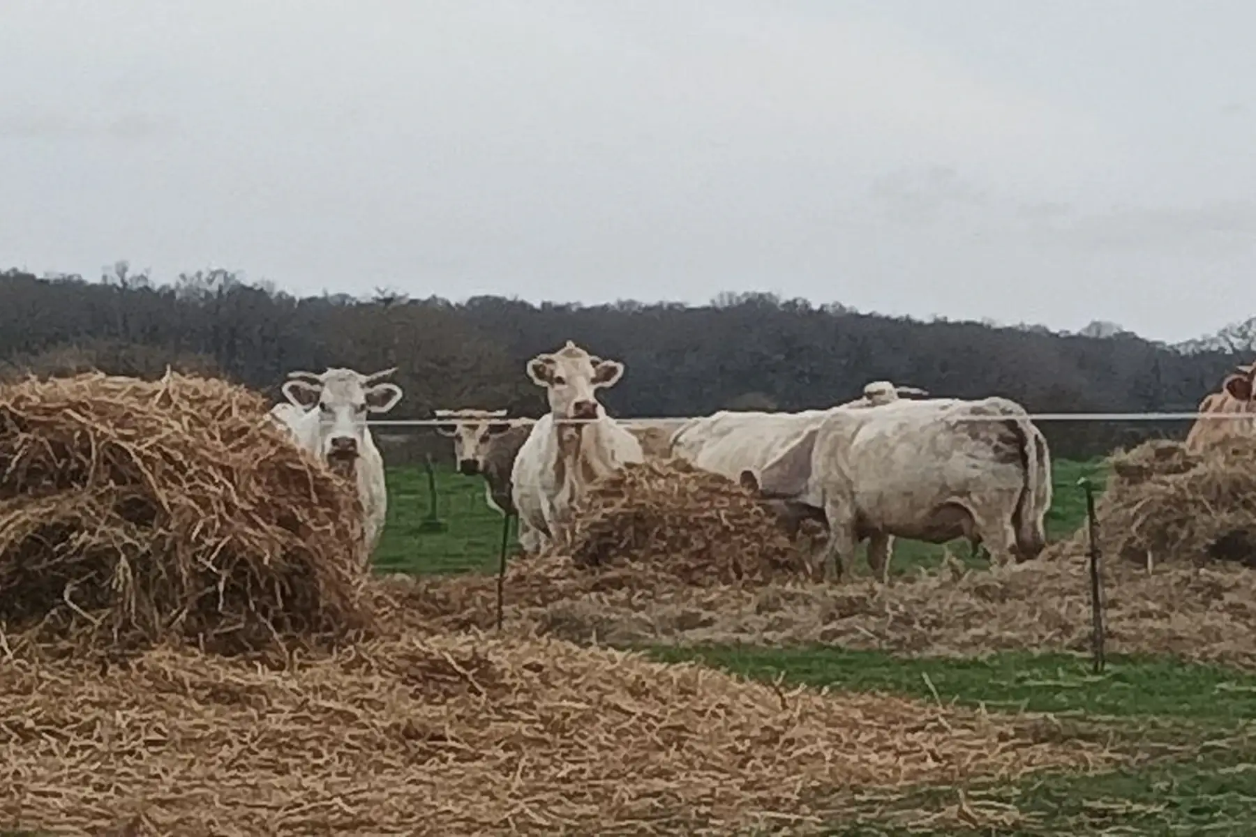 colis 3 kg boeuf bio