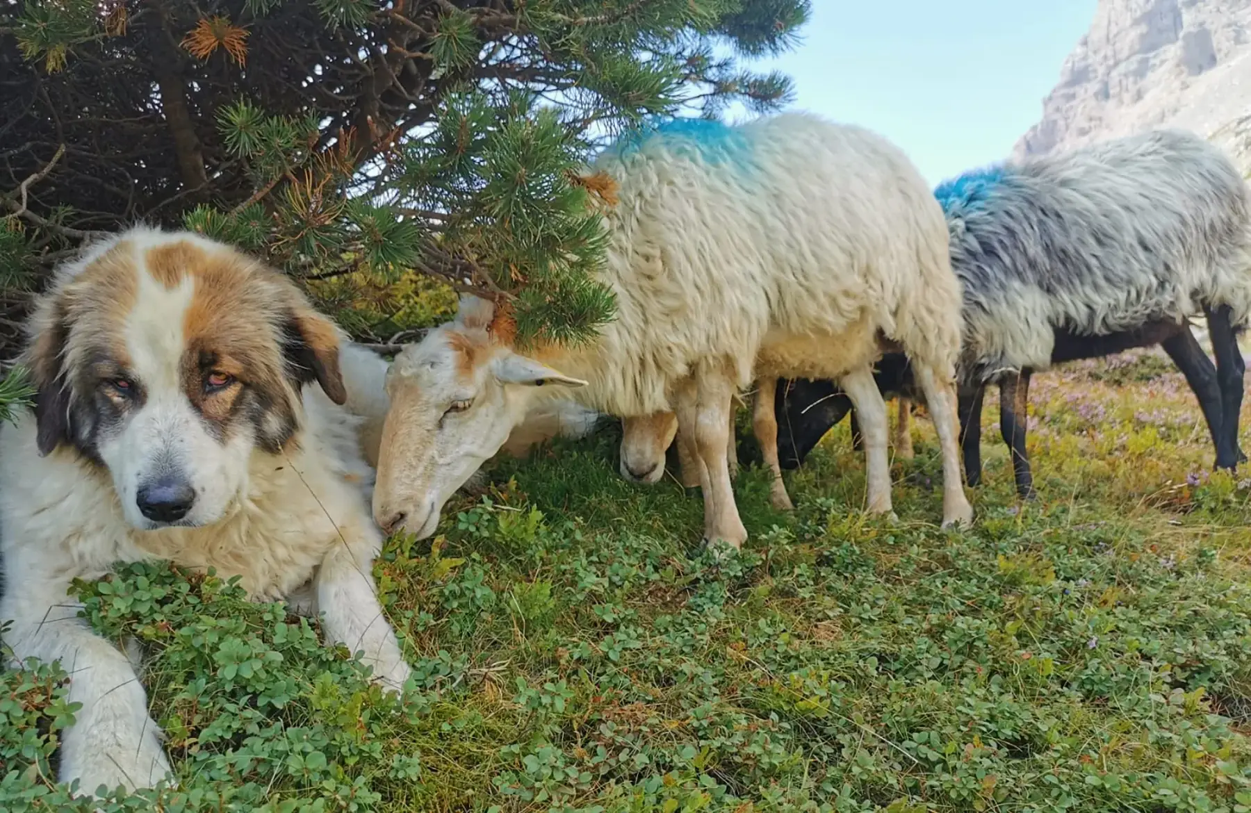 gaec la grande chaux