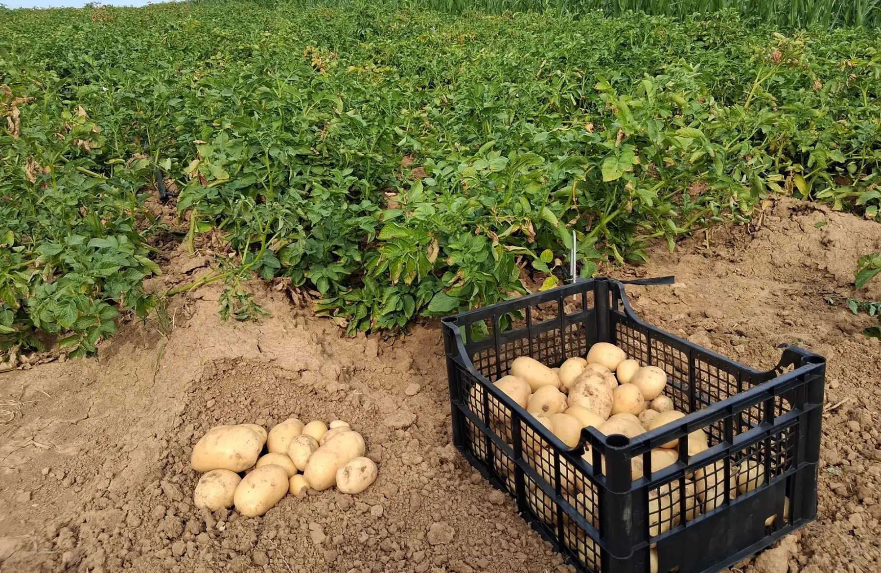 Pommes de Terre Nature