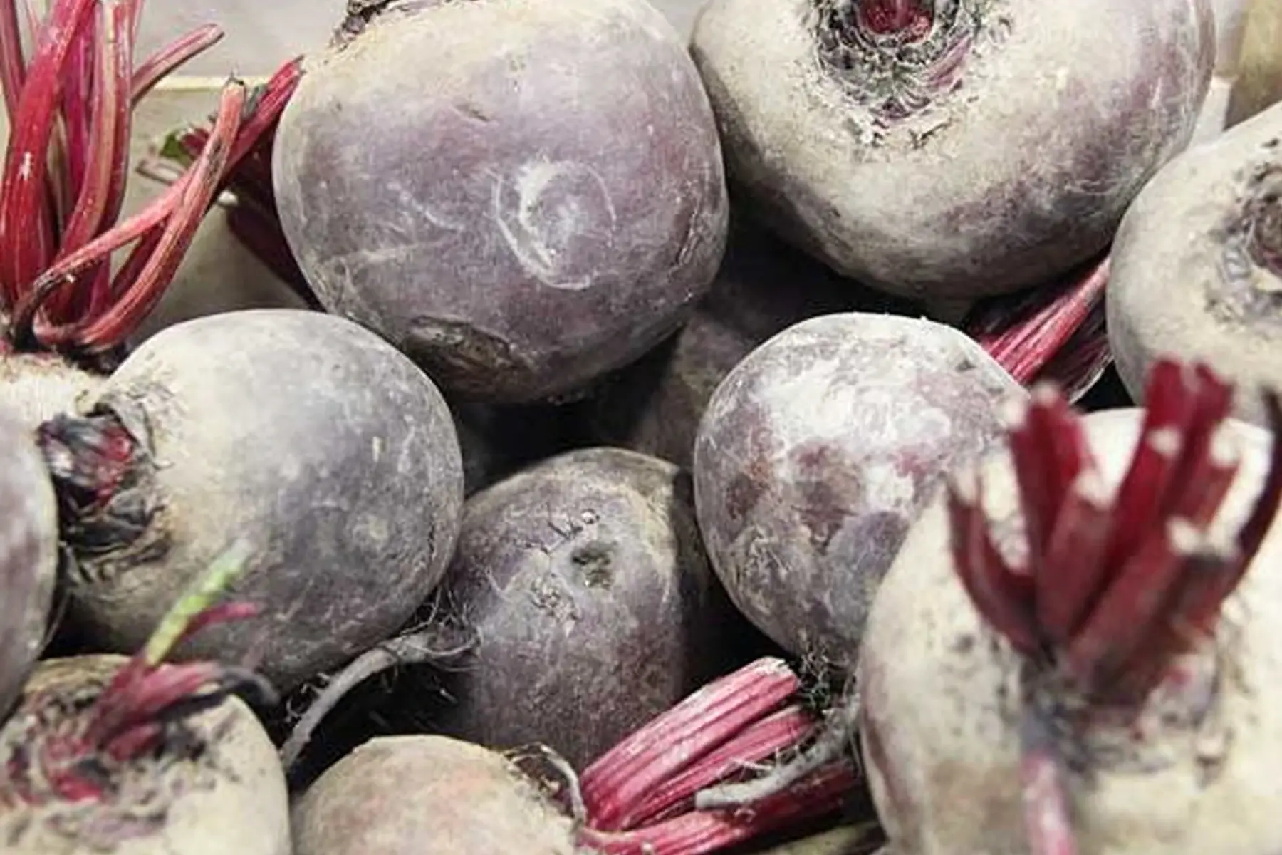 betterave rouge