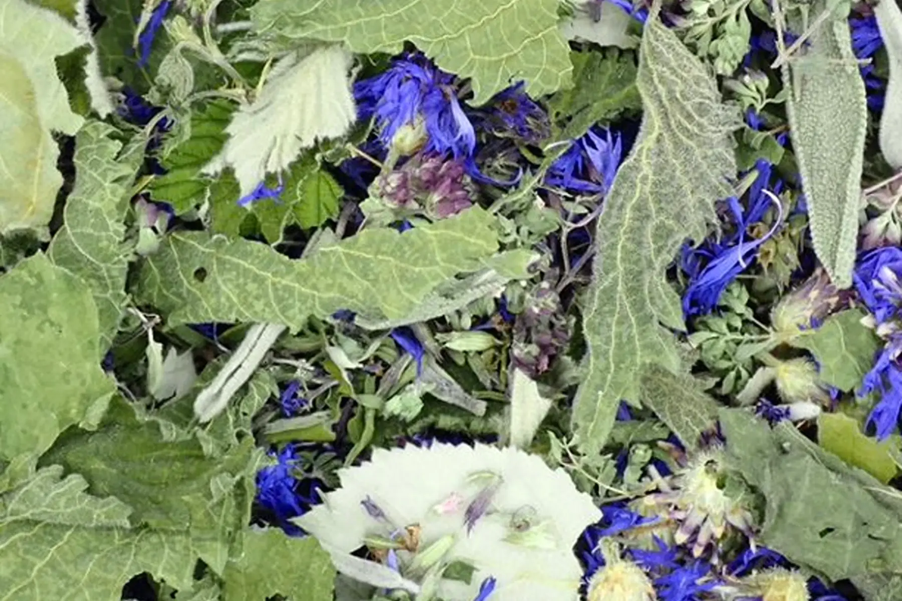 tisane matin tonique