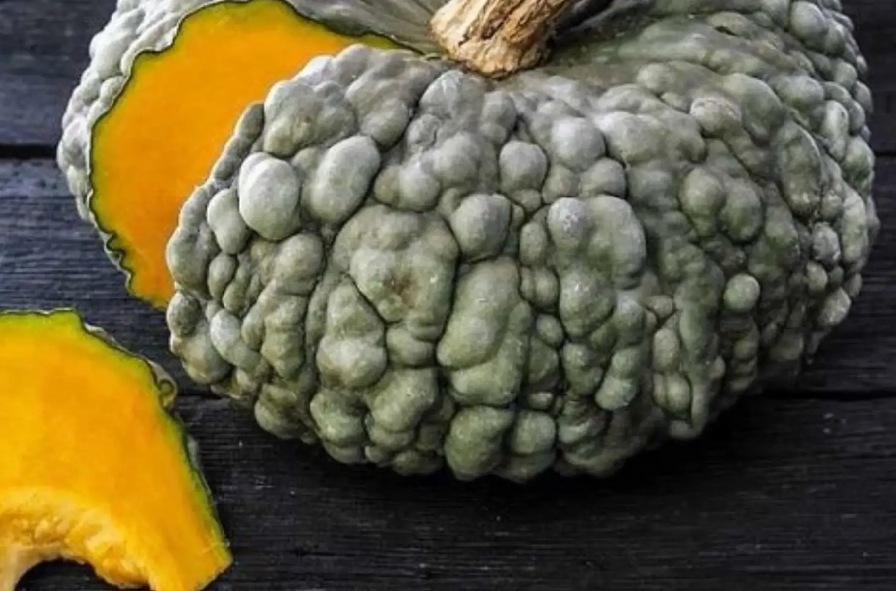 Courge marina di chioggia