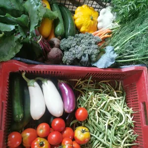 JARDIN BIO'XOIS Delphine Jeannin