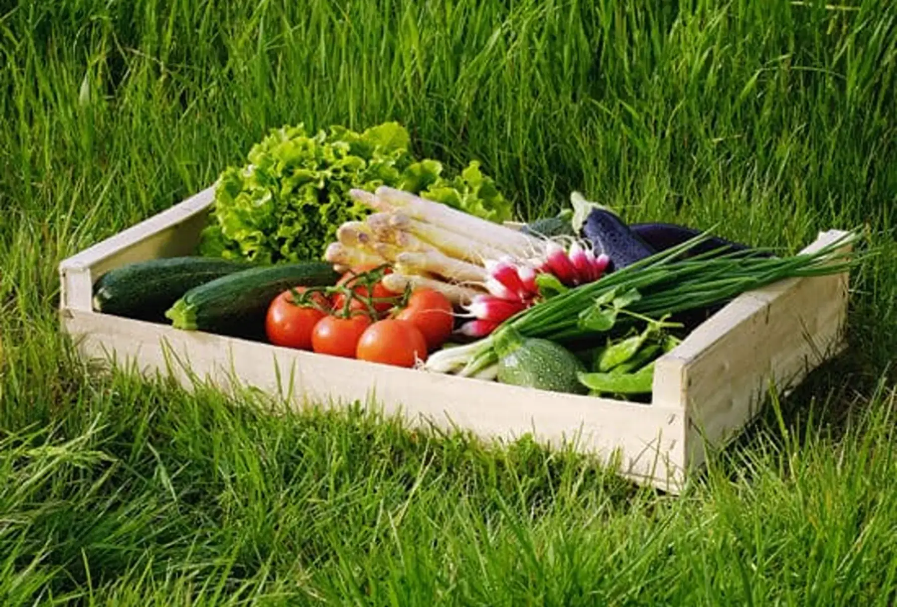 panier de légumes grand modele