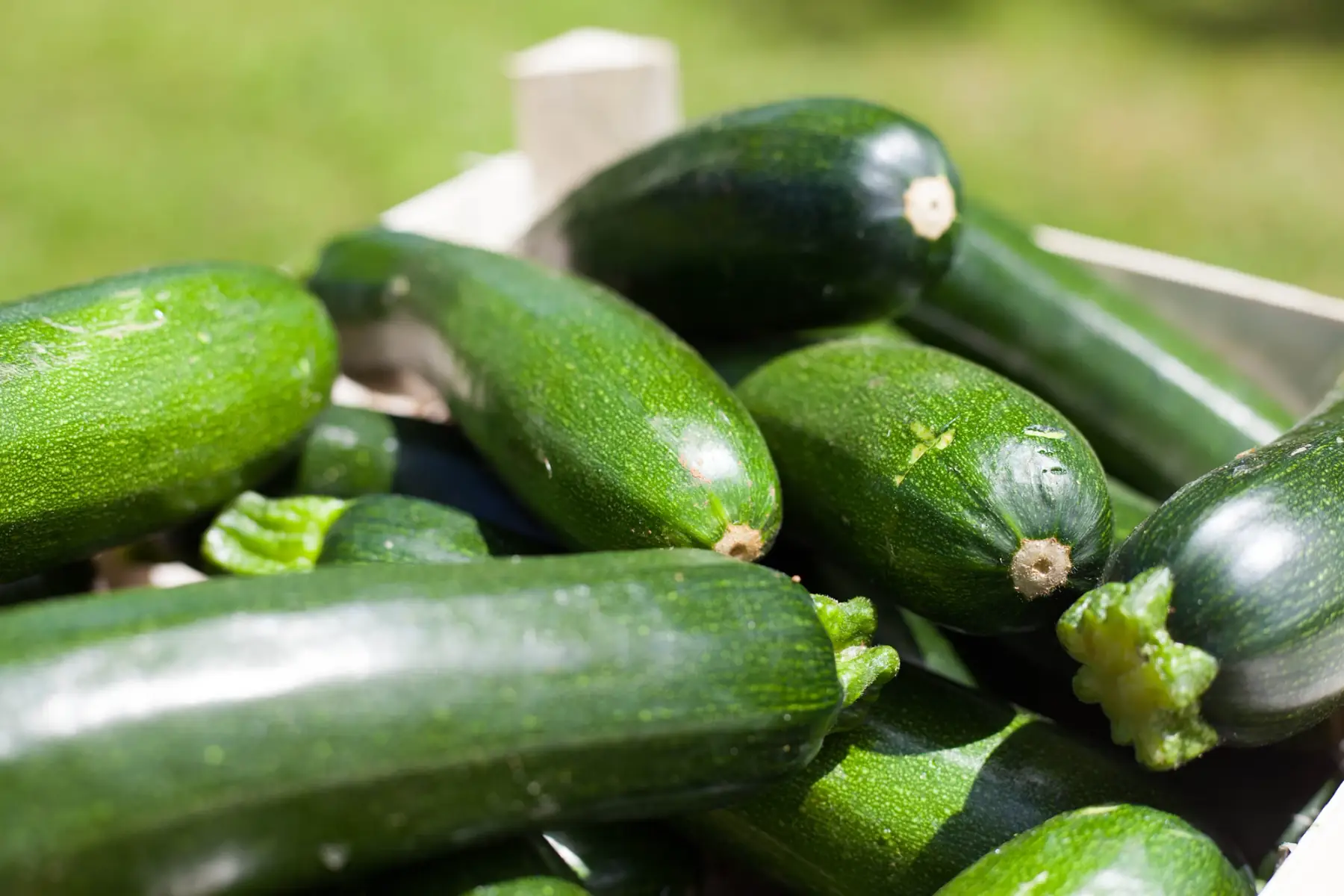 courgette