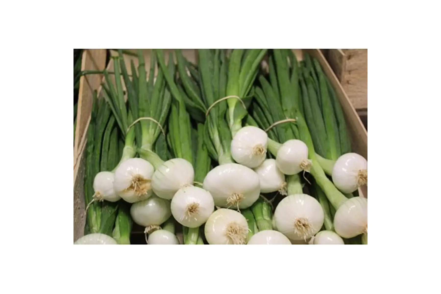 oignons nouveaux blanc