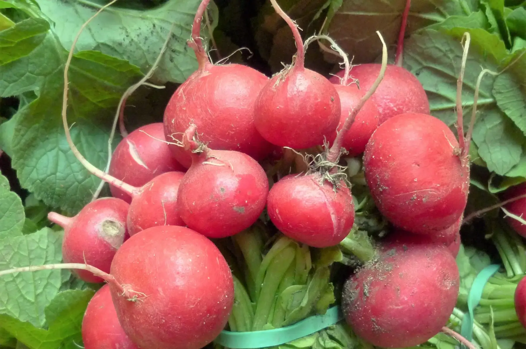 magasin - radis en botte