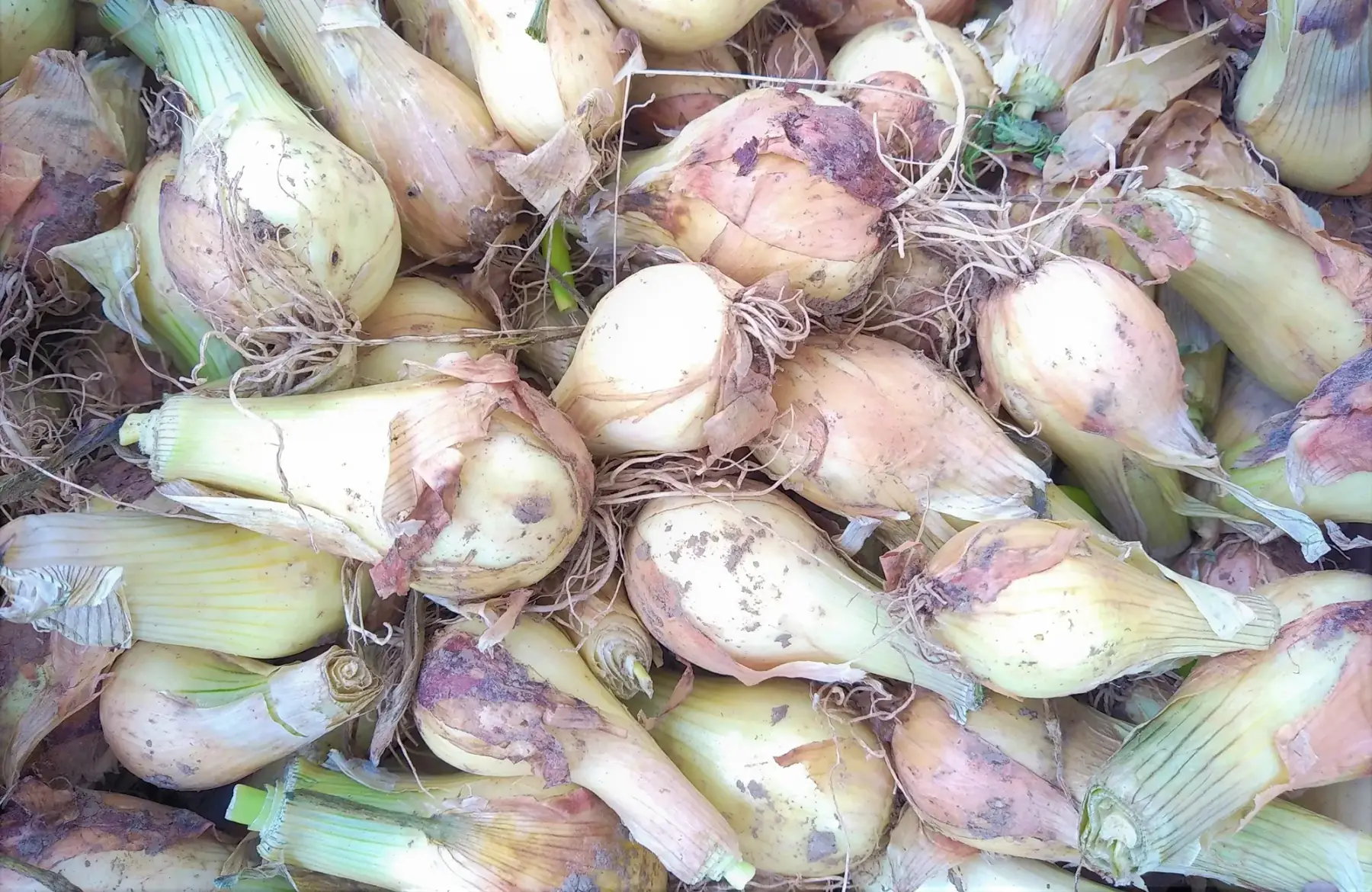 magasin - oignon jaune