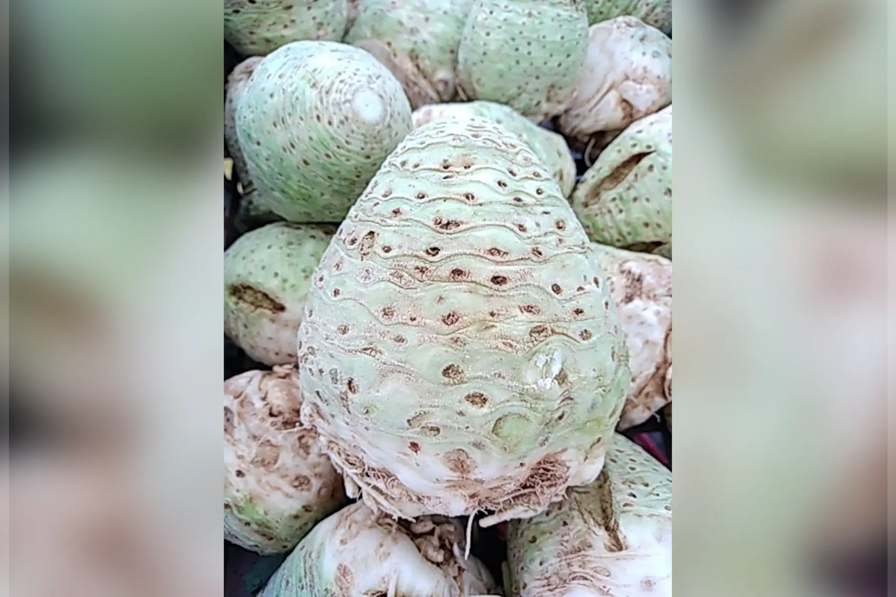 magasin - céleri rave 1p