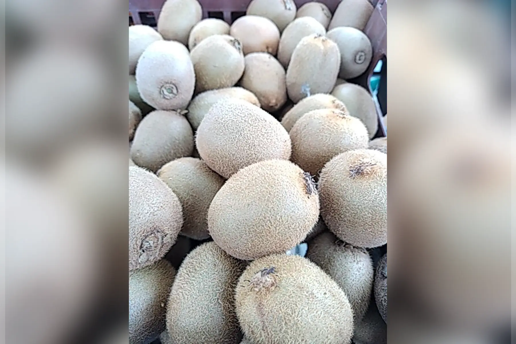 épicerie - kiwi vert