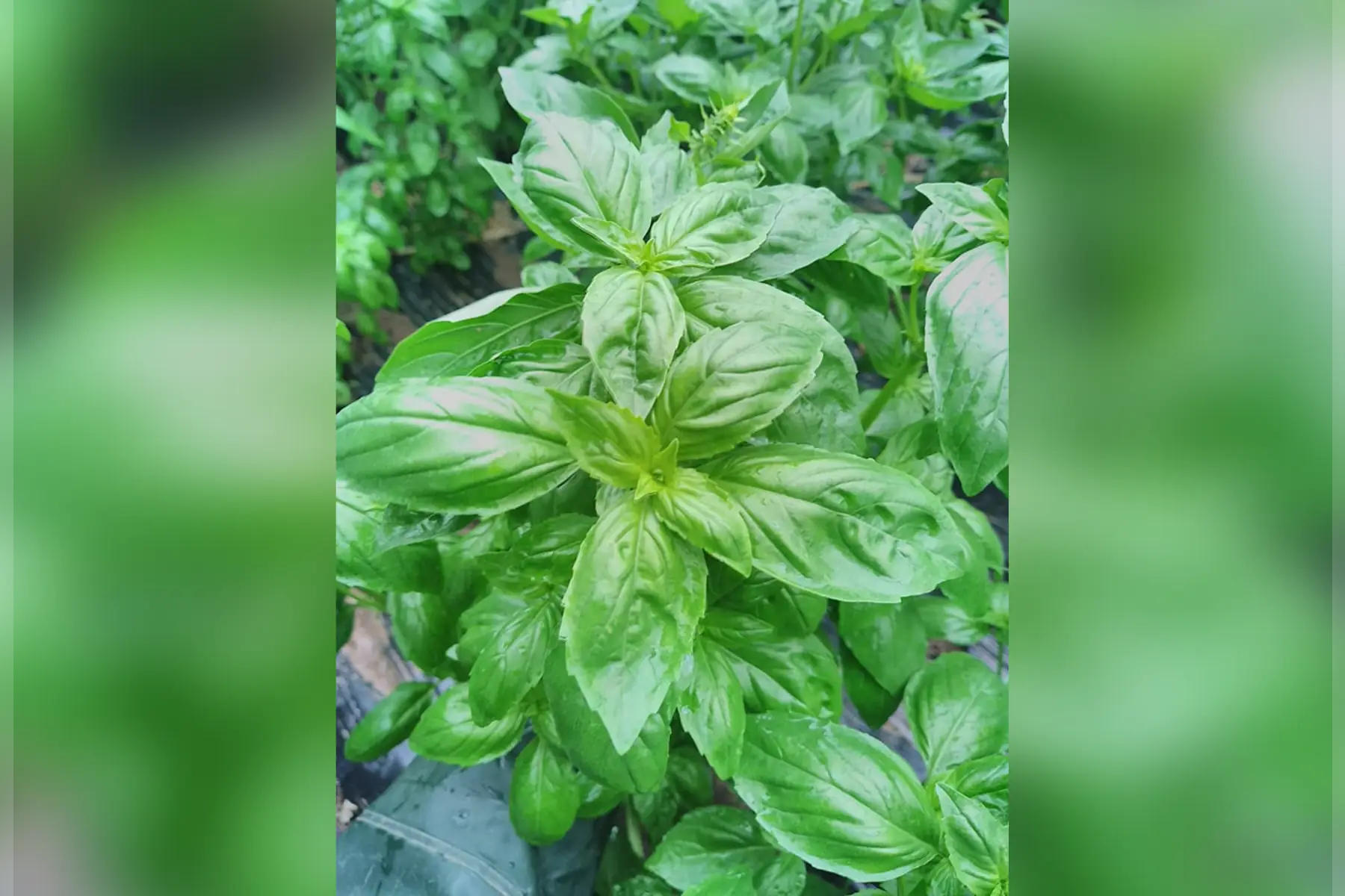 EARL le panier du jardin d'agnes