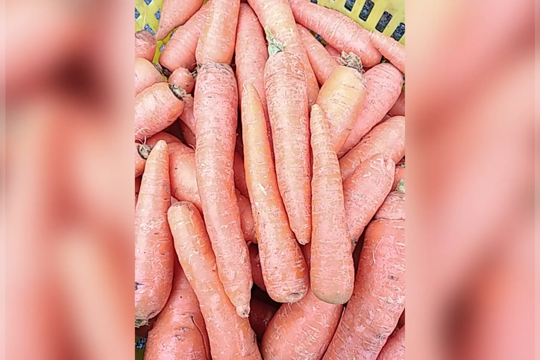 magasin - carottes vrac