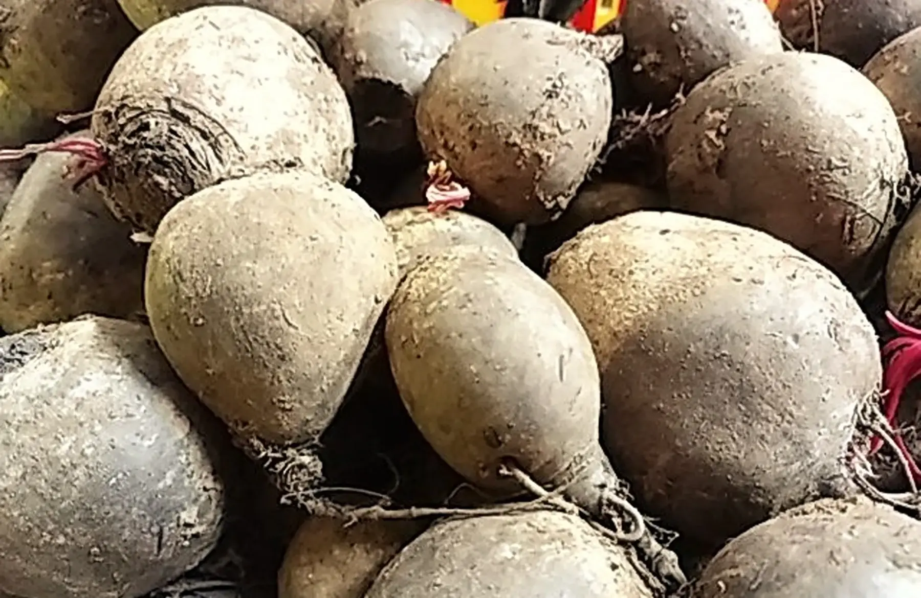 magasin - betterave rouge vrac