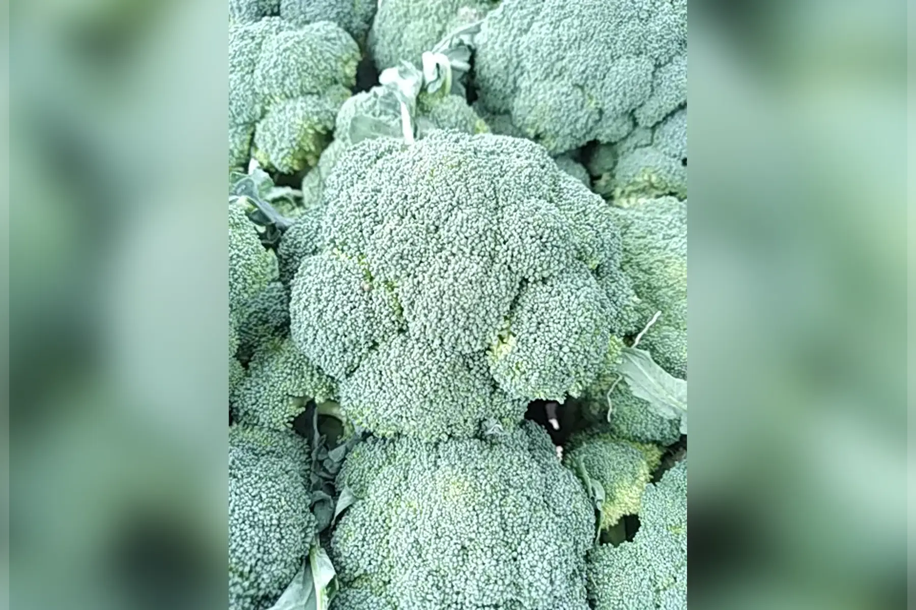 brocoli (jardin)