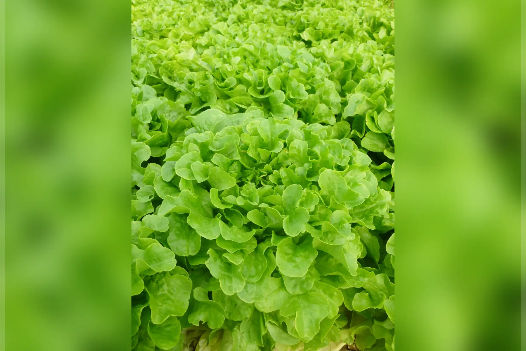 magasin - salade feuille de chêne verte