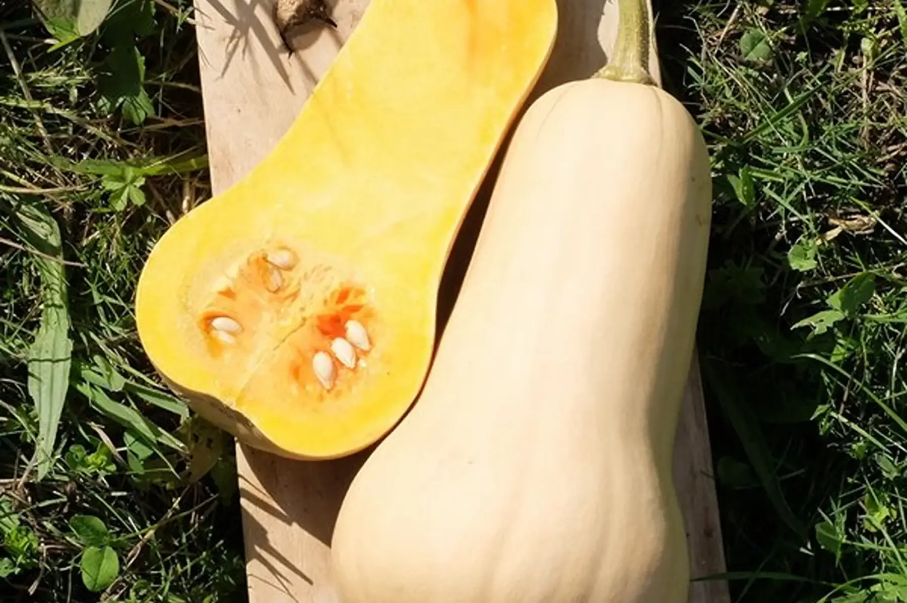 butternut