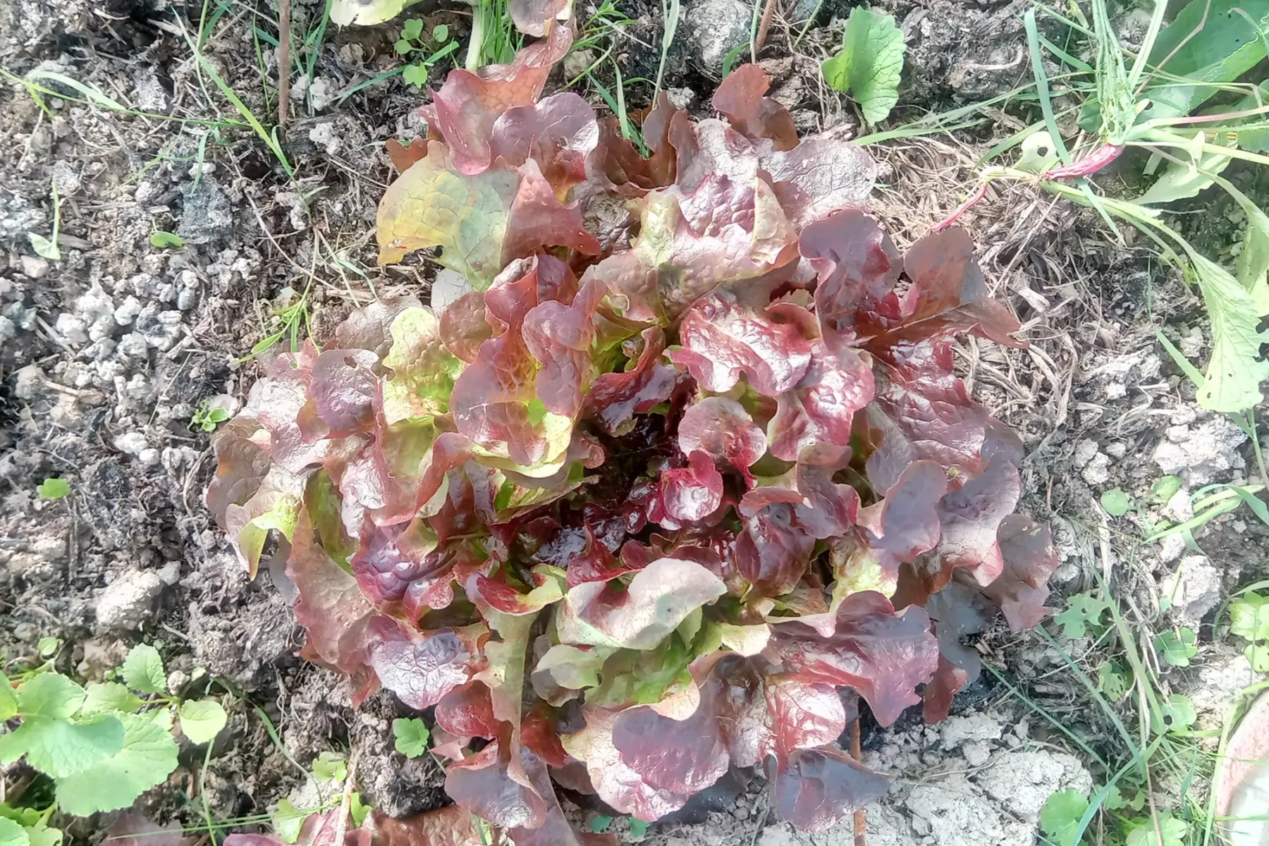 salade - feuille de chêne rouge