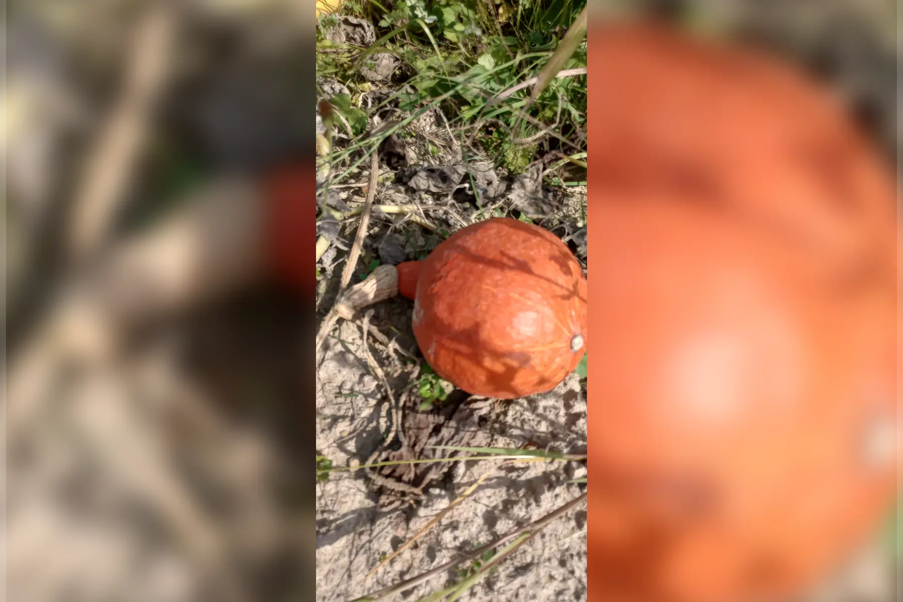 potimarron (petite 500 g, moyenne 0.9 kg , grosse plus de 1,2 kg)