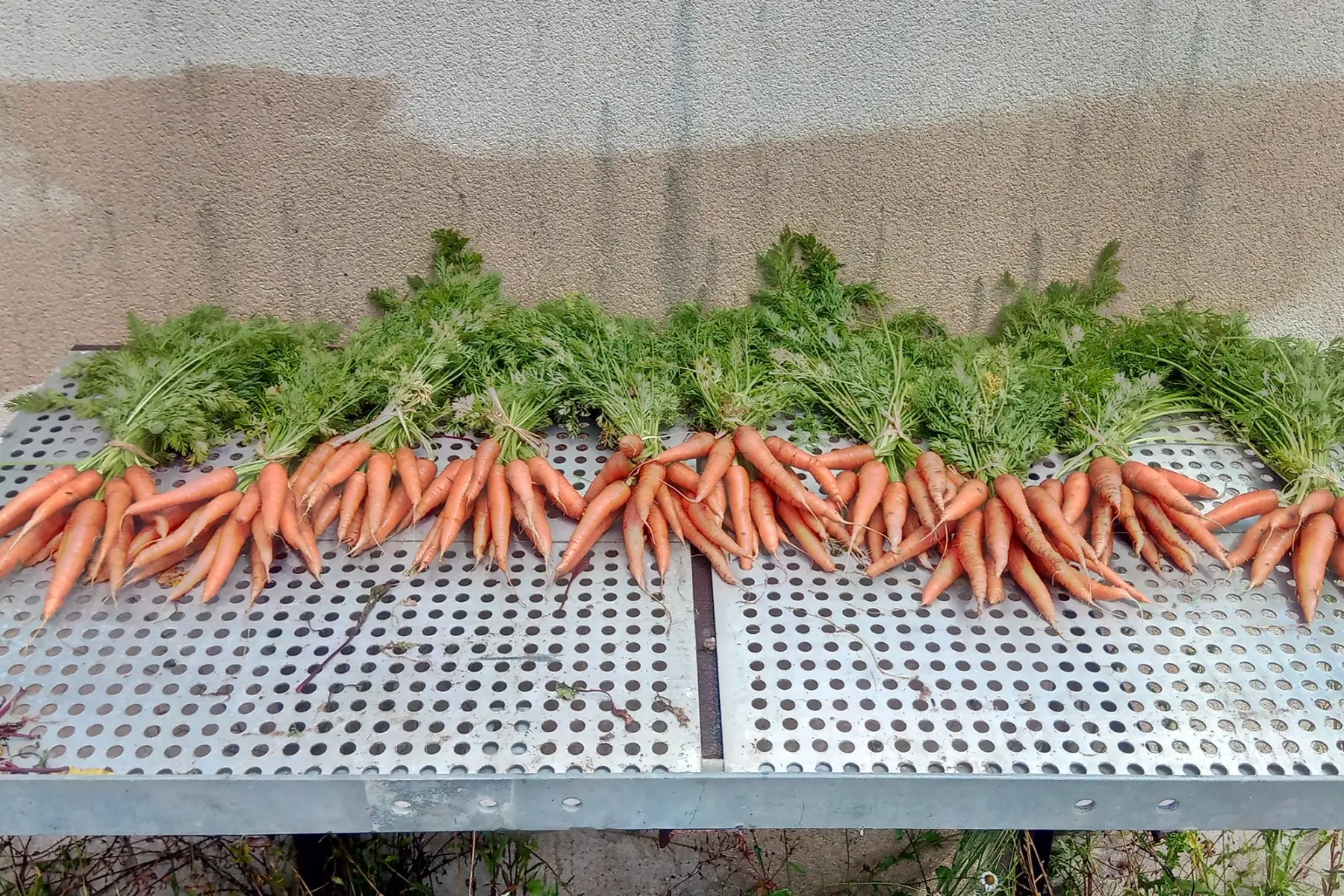carottes nouvelles