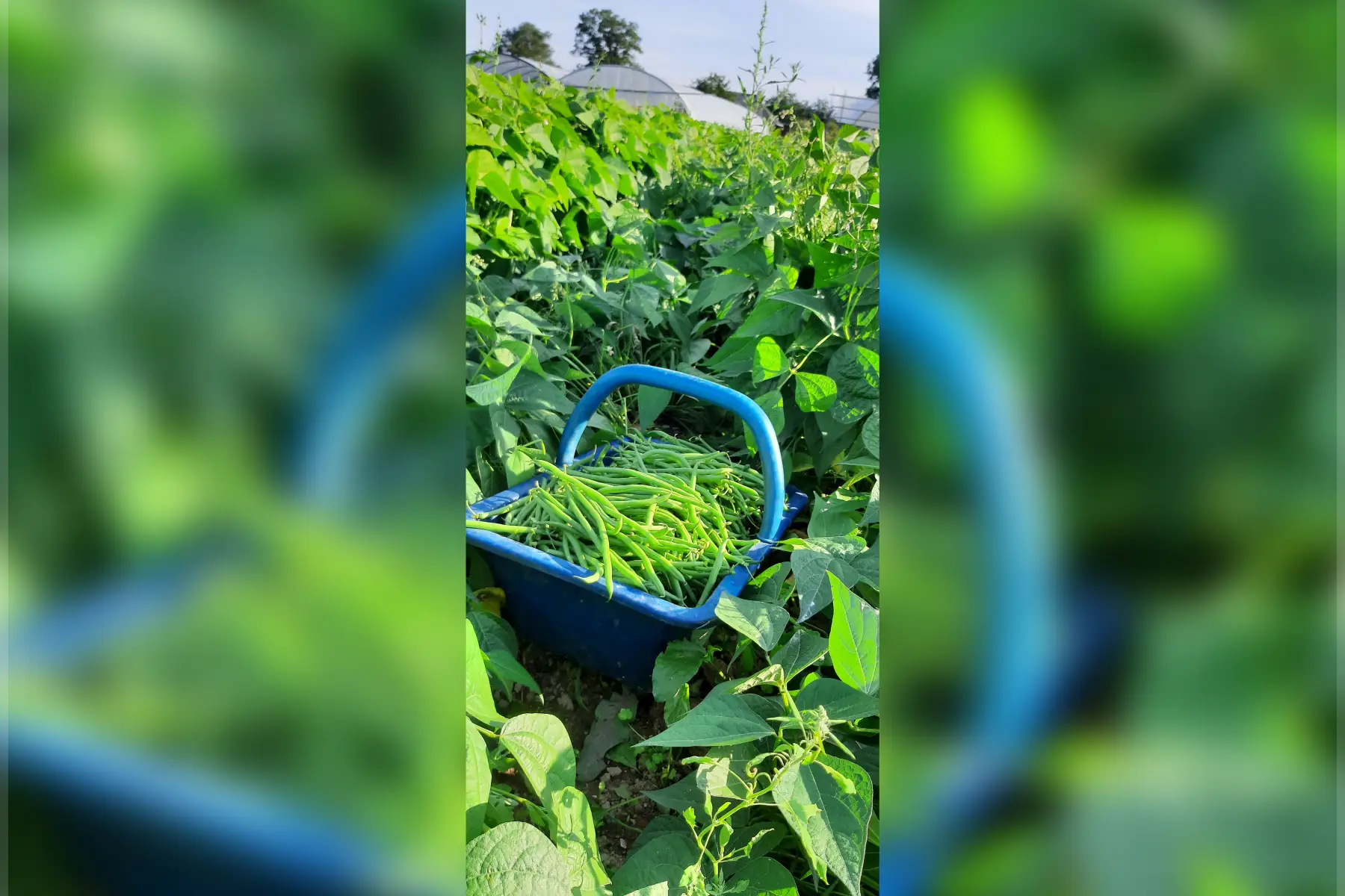 Haricots verts