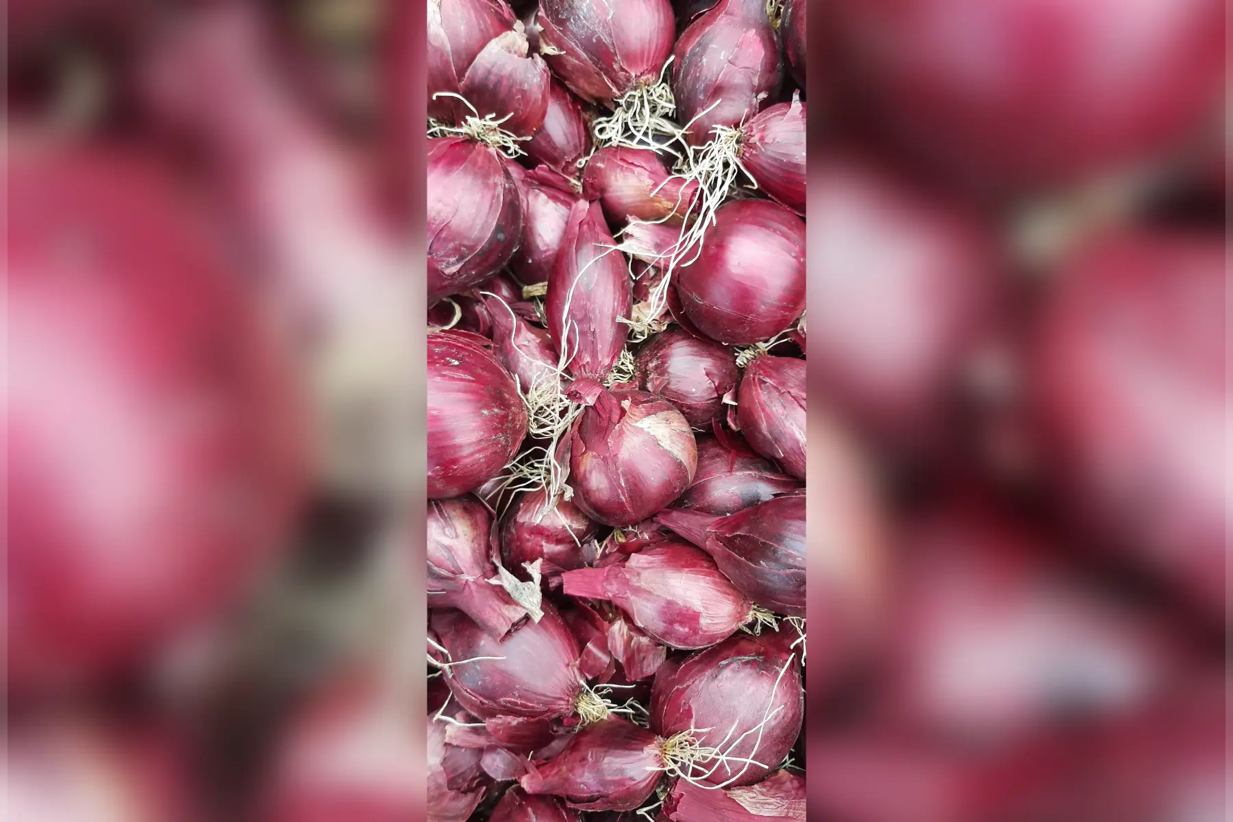 Oignons rouges