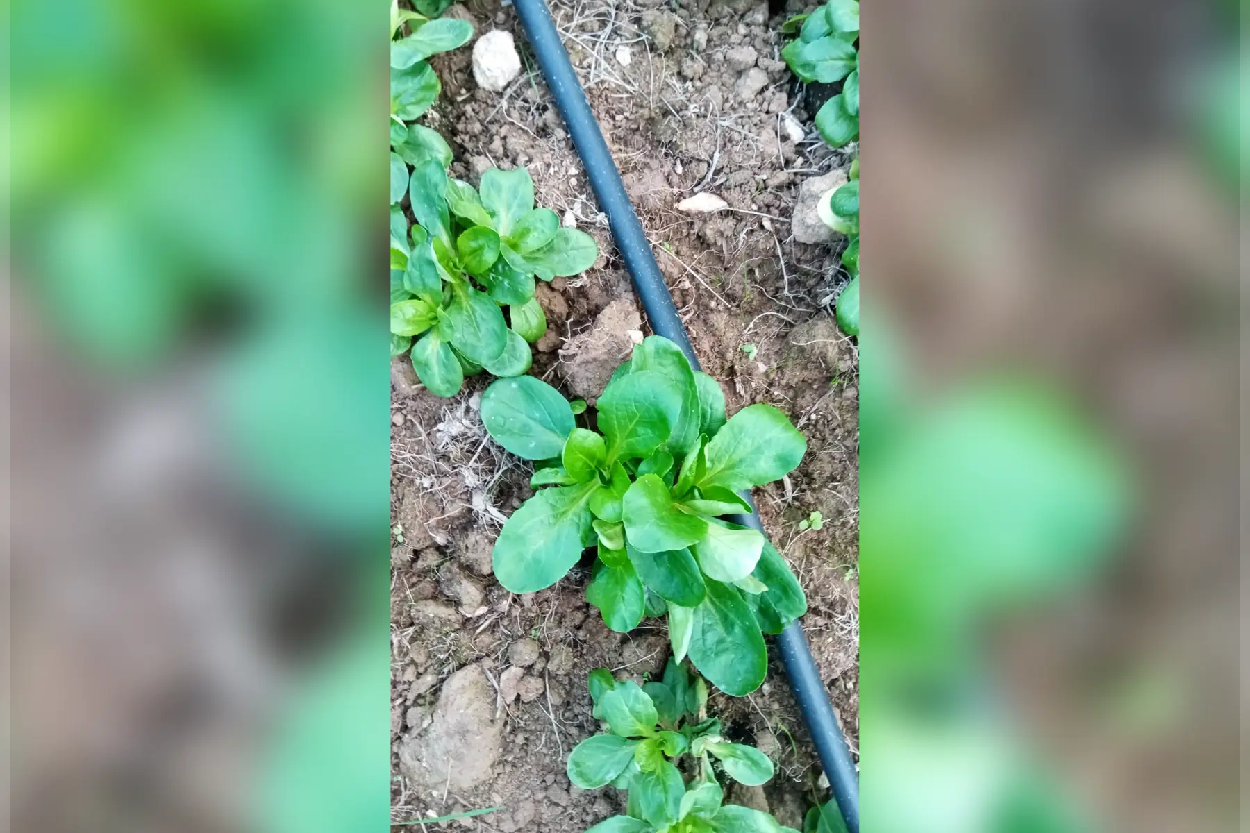 GAEC Le jardin du Chou Bleu