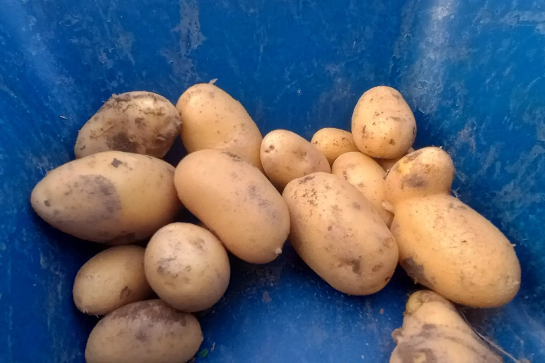 pommes de terre - chair ferme