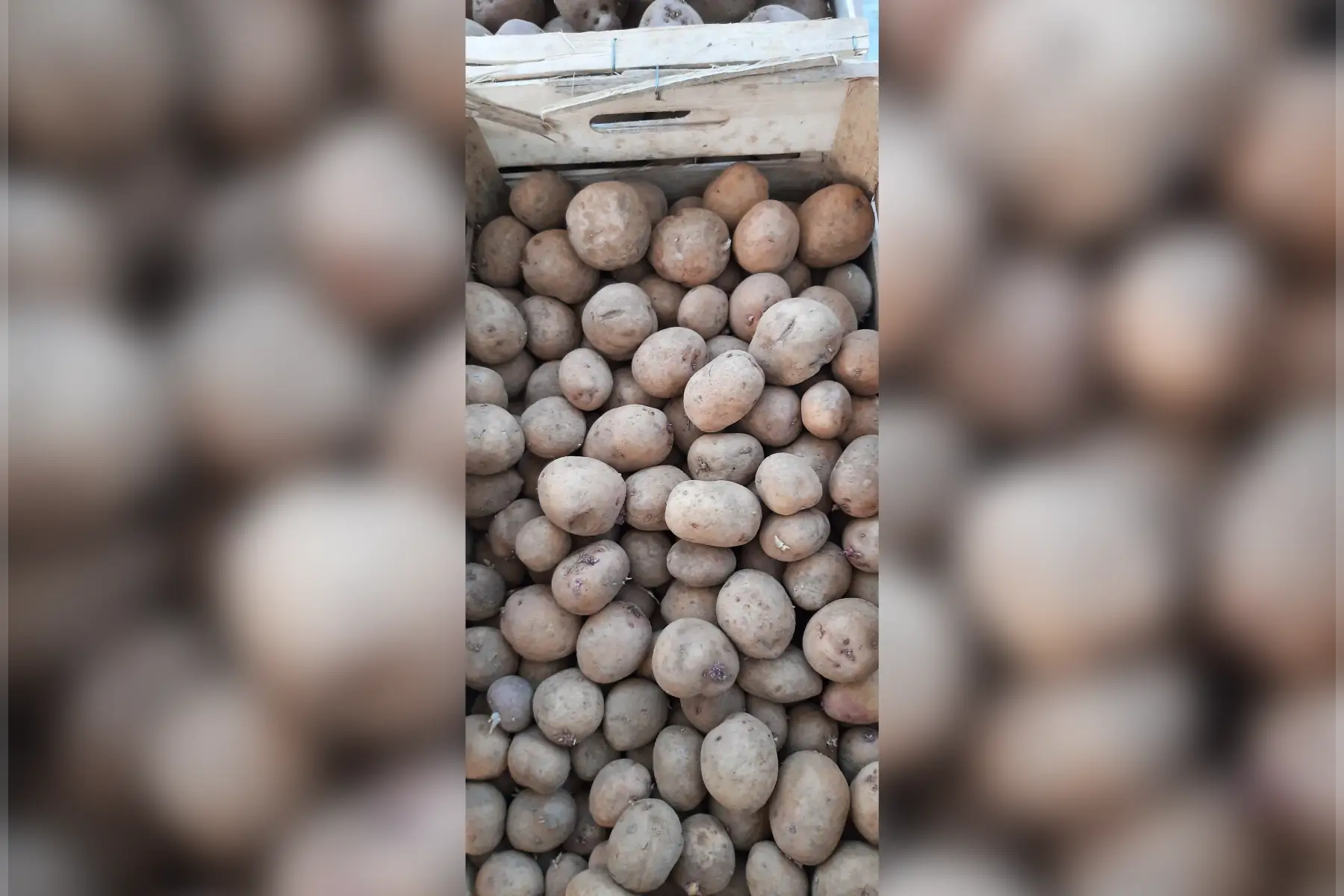 pomme de terre - chair tendre