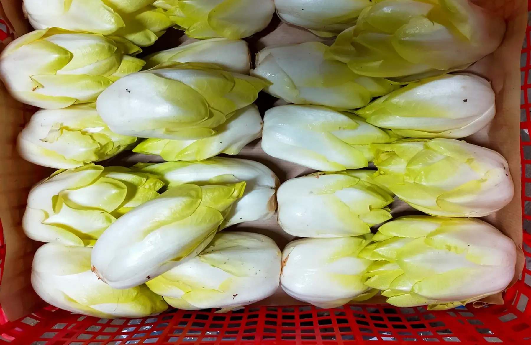 Endive de carrières