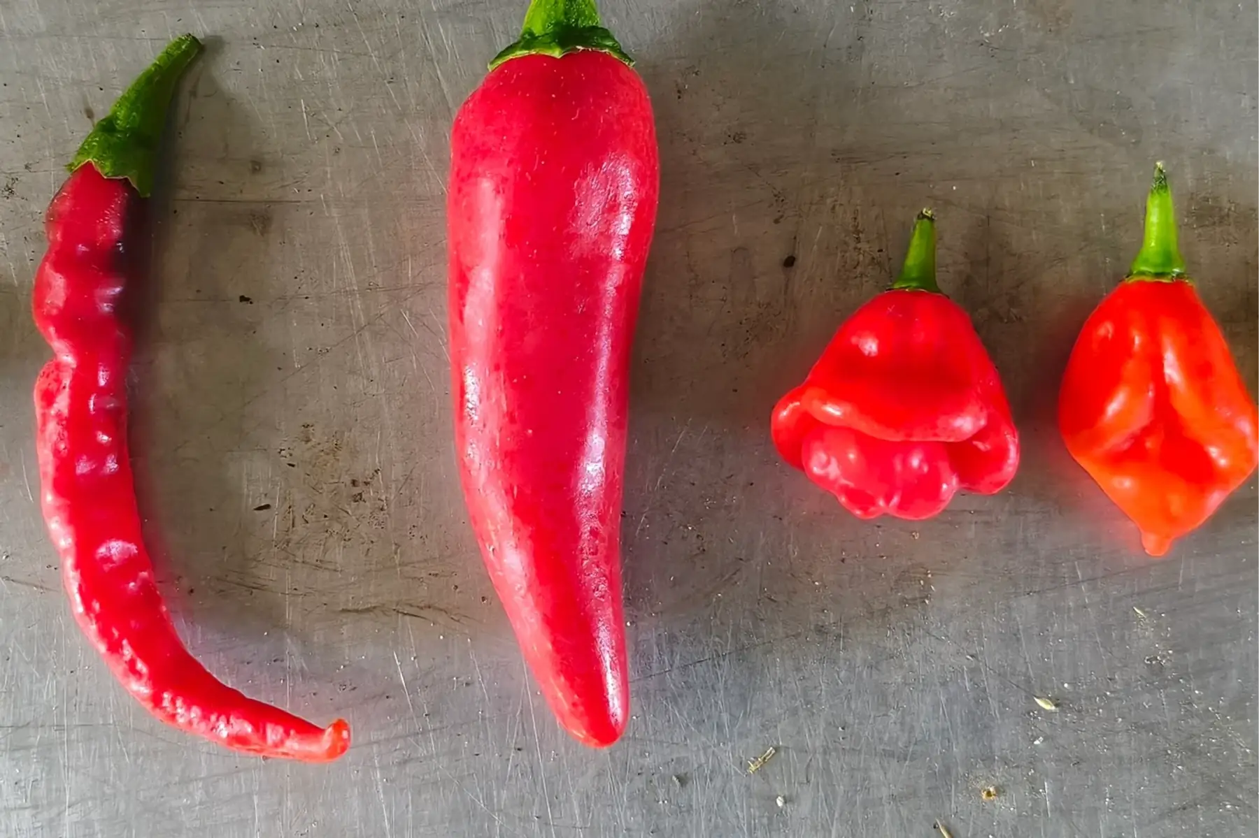 Piment Cayenne, Gorria ou Habanero