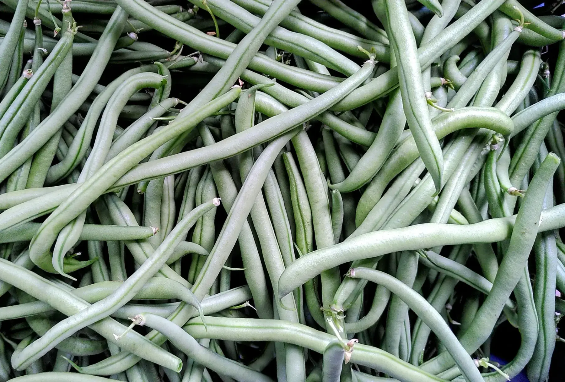 Haricots verts