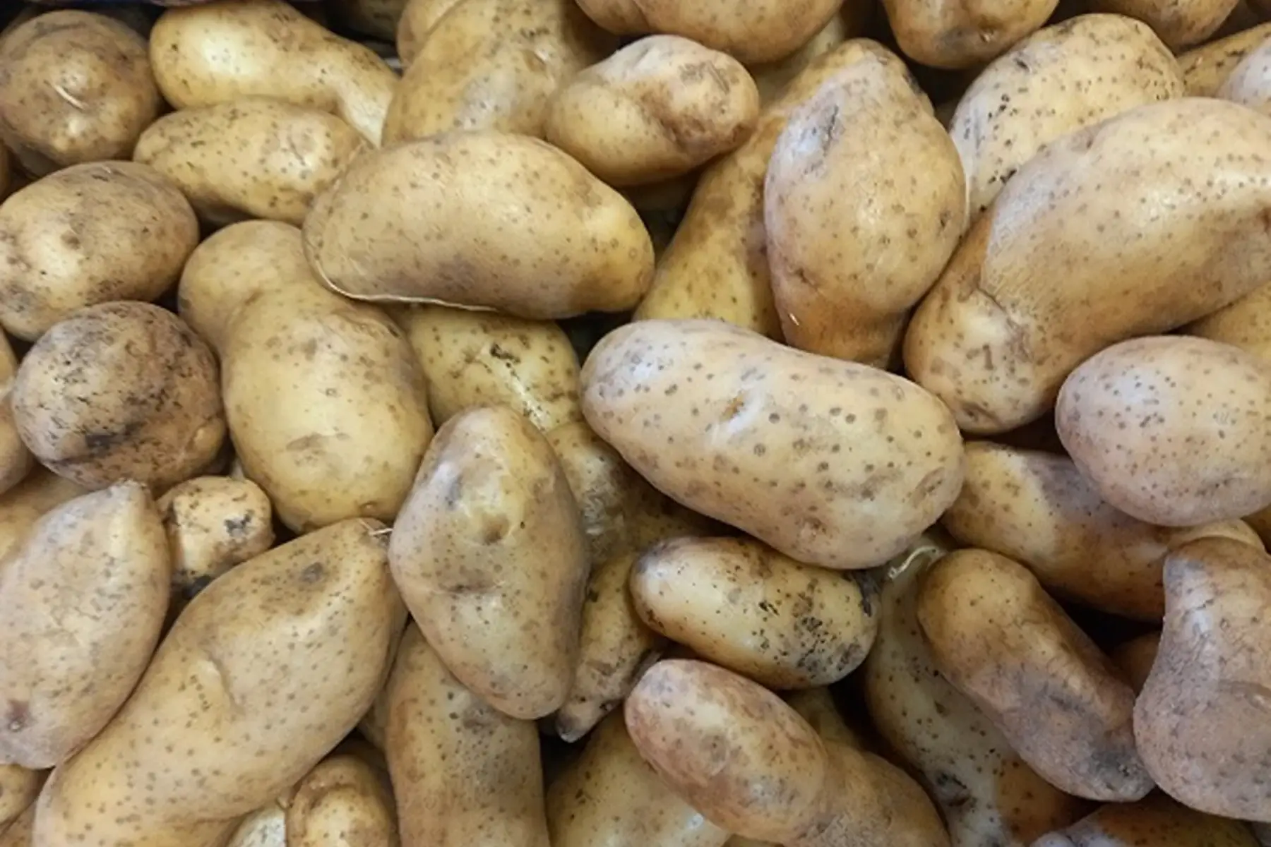 pommes de terre de conservation