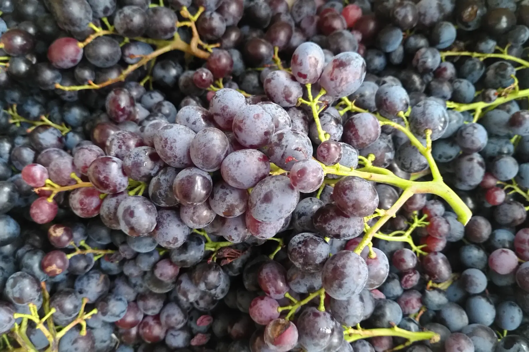 Raisin muscat noir